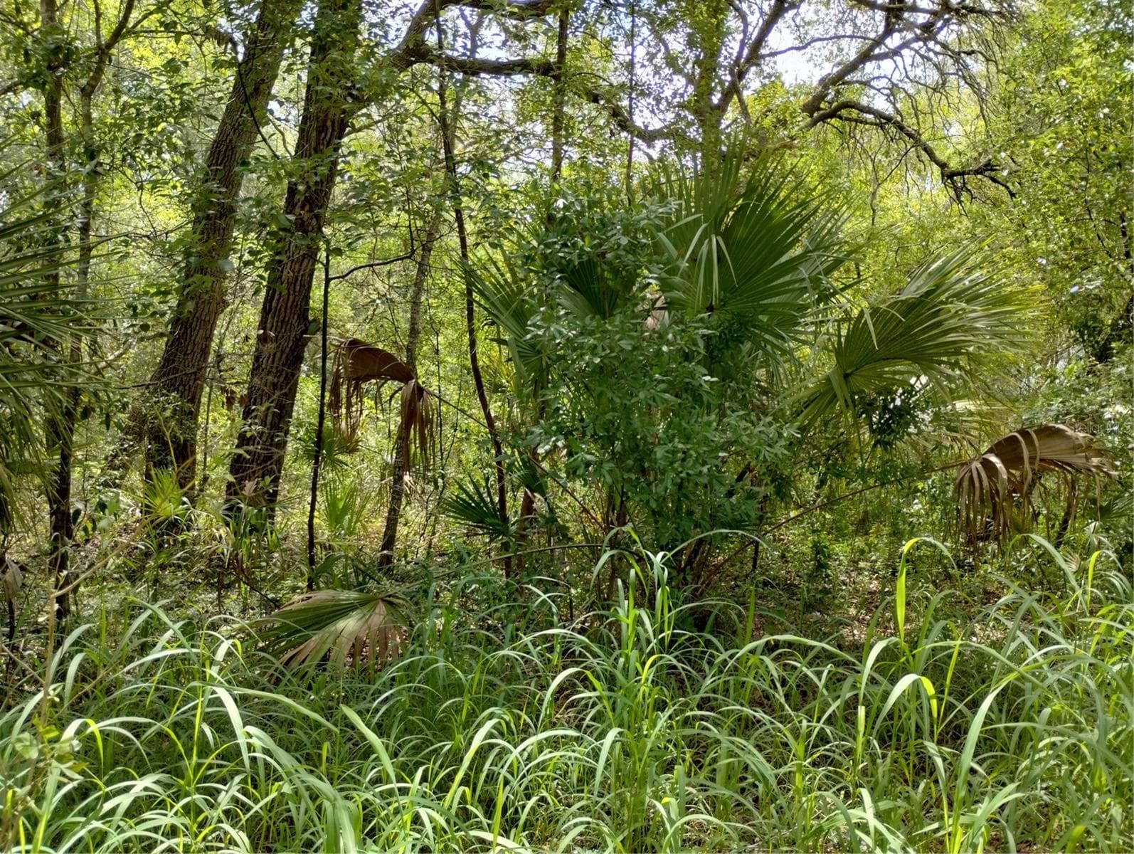 Land at DOGWOOD WAY, LADY LAKE, photo 3 of 9