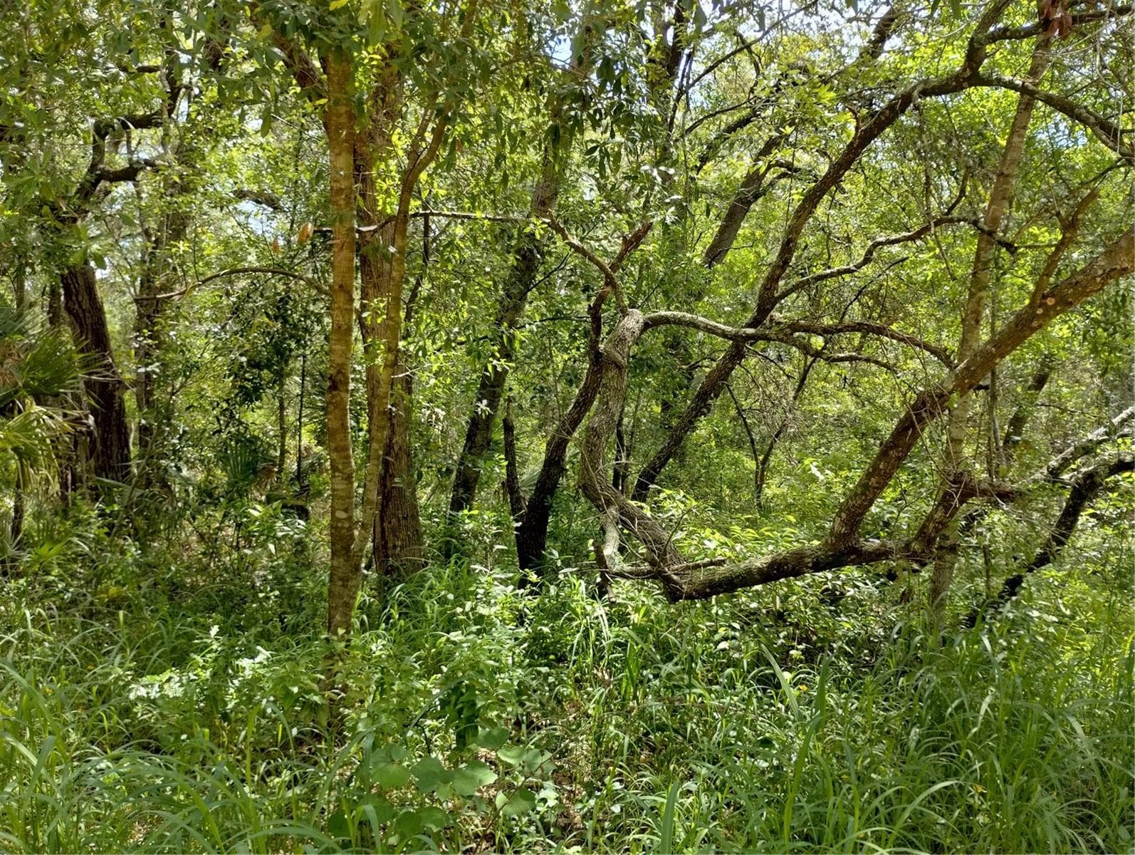 Land at DOGWOOD WAY, LADY LAKE, photo 4 of 9