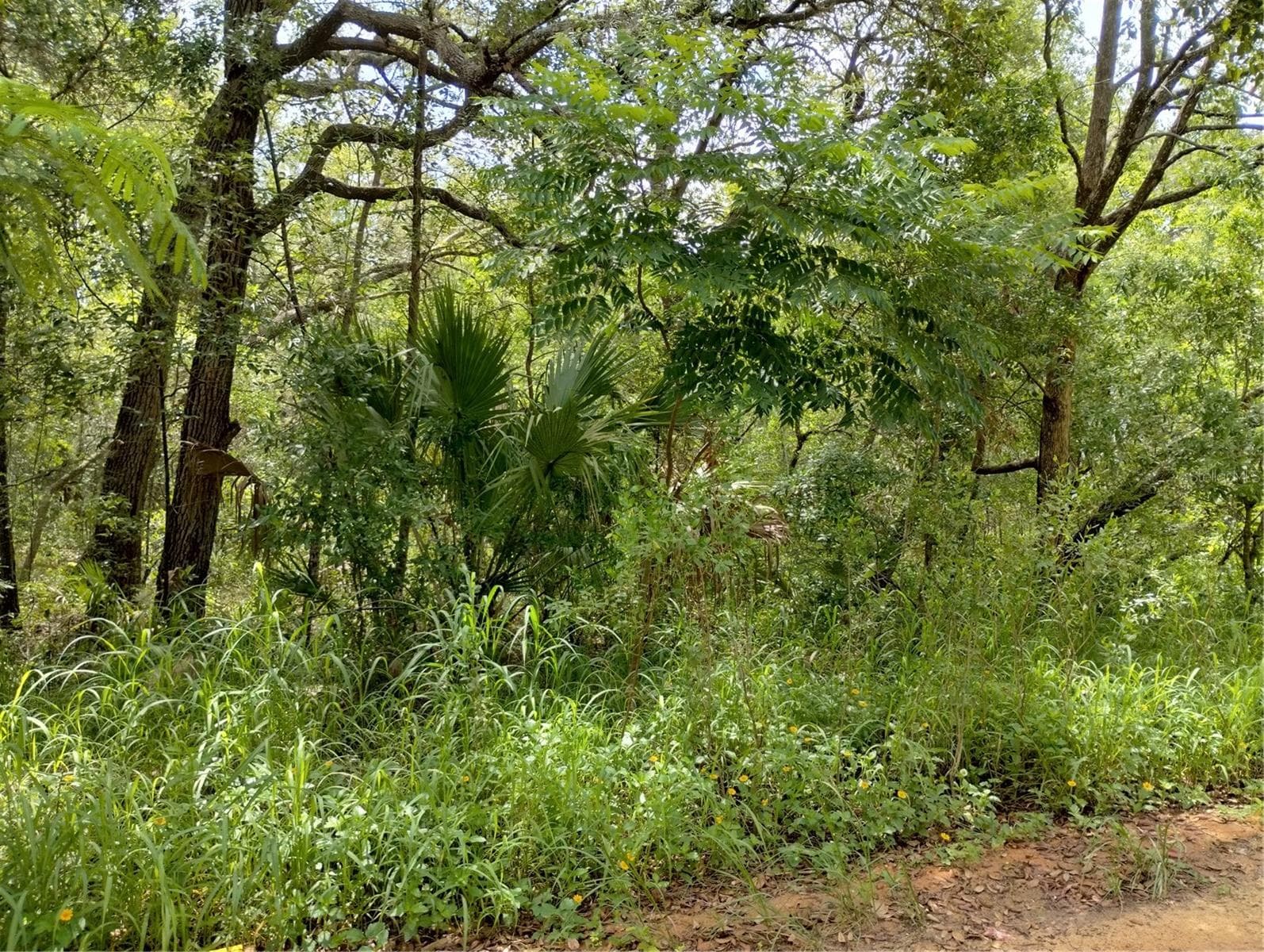 Land at DOGWOOD WAY, LADY LAKE, photo 6 of 9