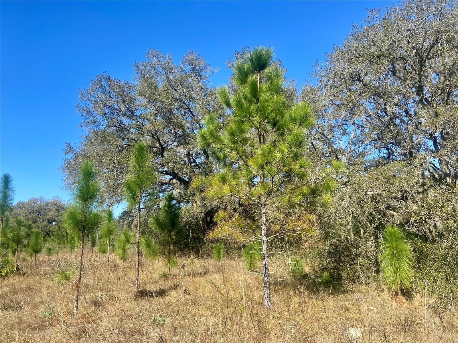 Land at 01 UNNAMED, SPRING HILL, photo 7 of 100