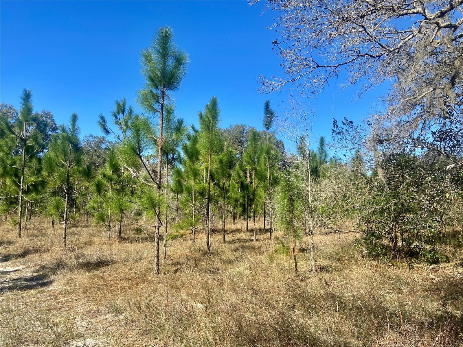 Land at 01 UNNAMED, SPRING HILL, photo 63 of 100