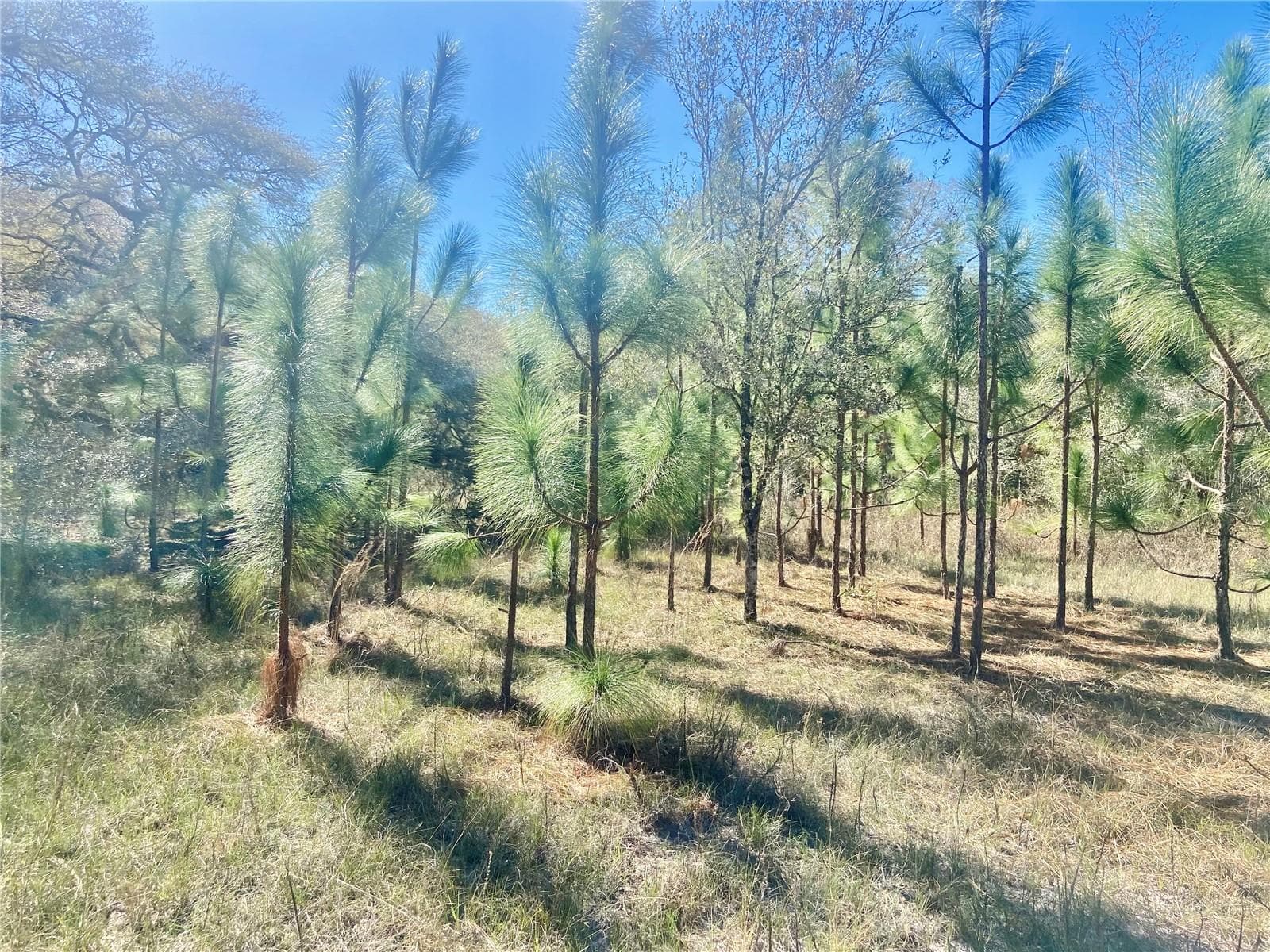 Land at 01 UNNAMED, SPRING HILL, photo 77 of 100