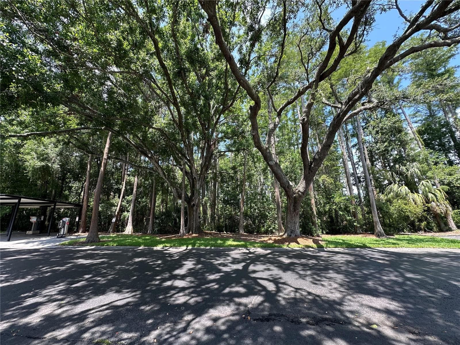Front view of conservation area - 13709 JUNIPER BLOSSOM DR #0, TAMPA