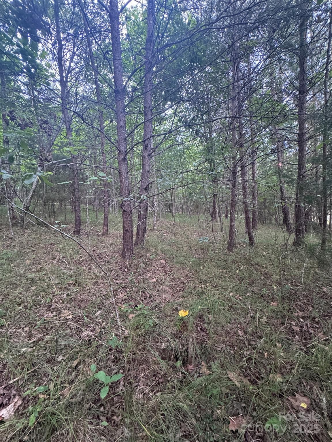Lot at Rutherfordton, photo 2 of 17