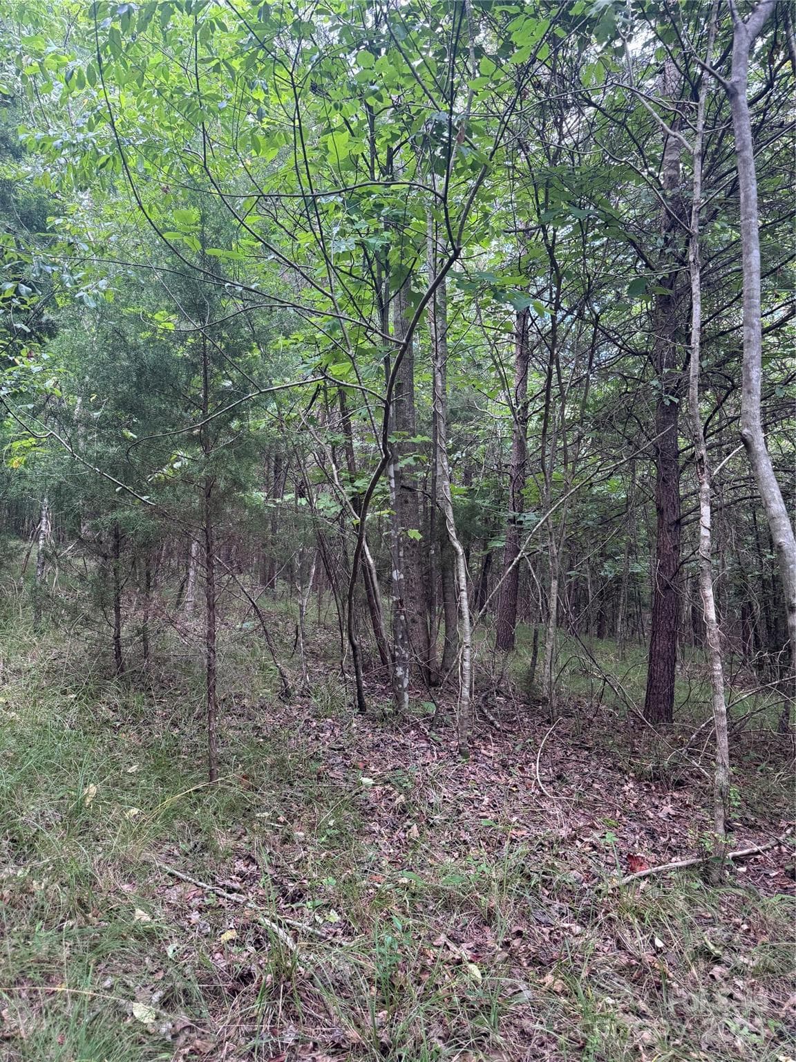 Lot at Rutherfordton, photo 6 of 17