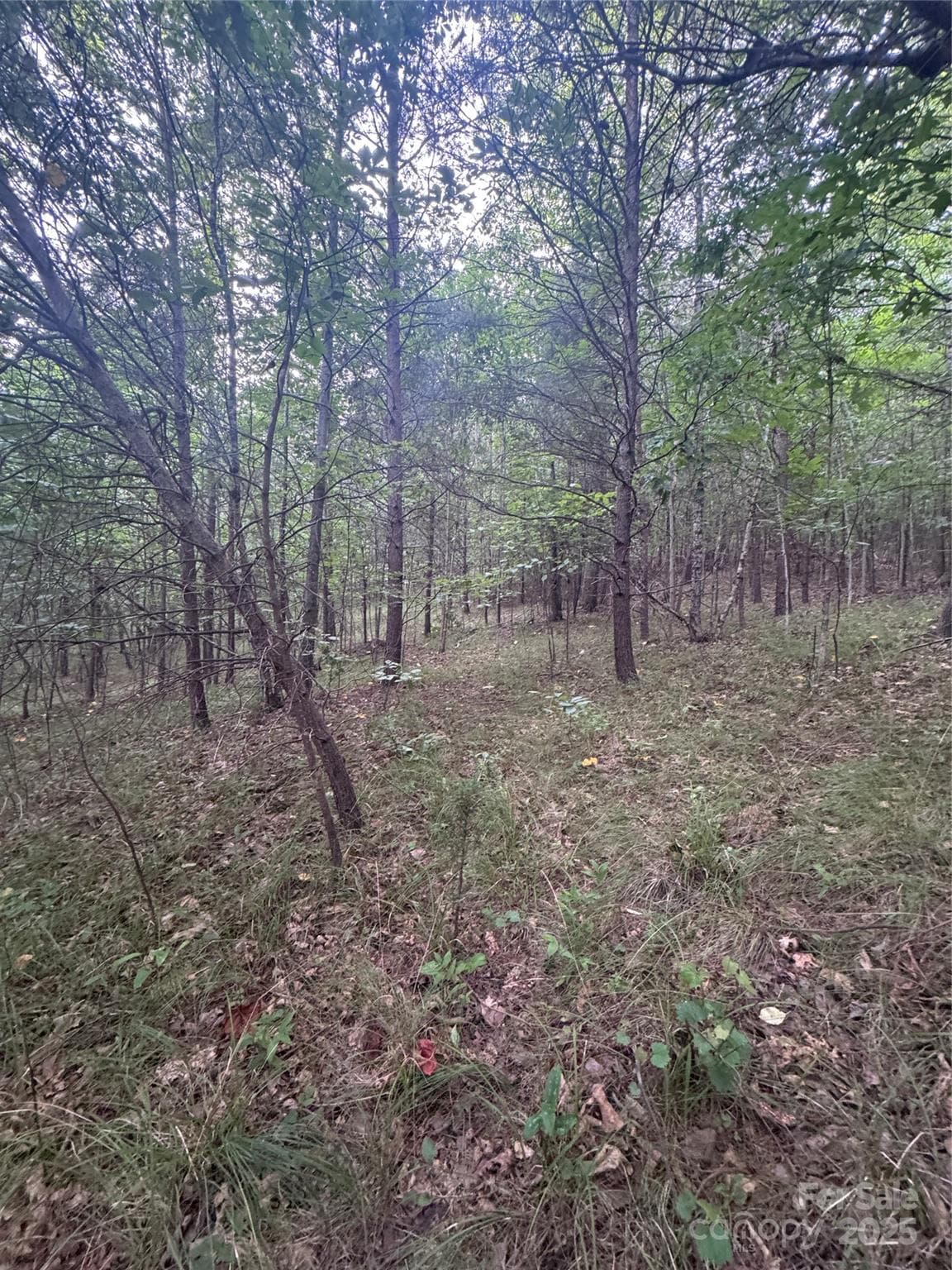 Lot at Rutherfordton, photo 8 of 17