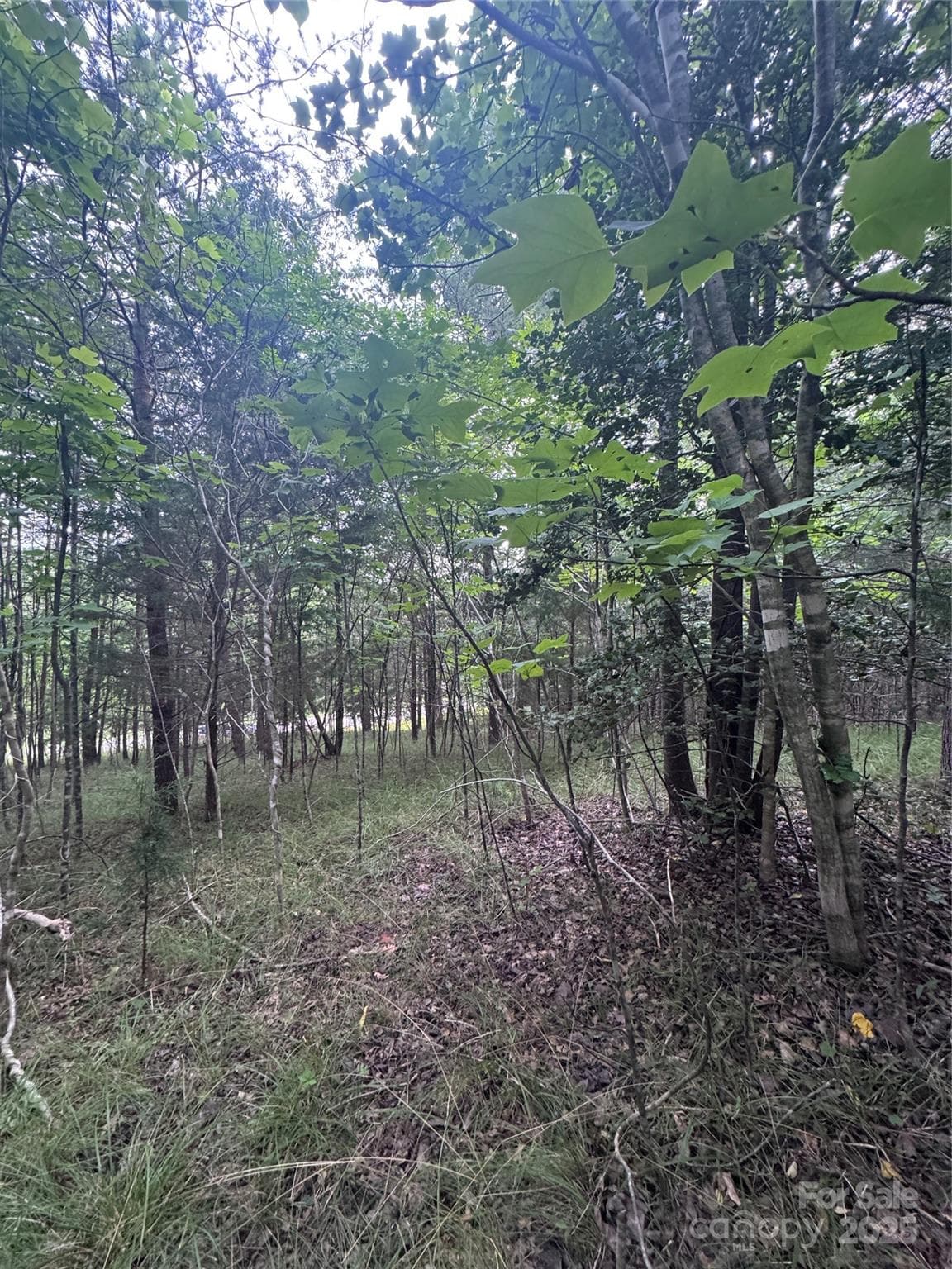 Lot at Rutherfordton, photo 12 of 17