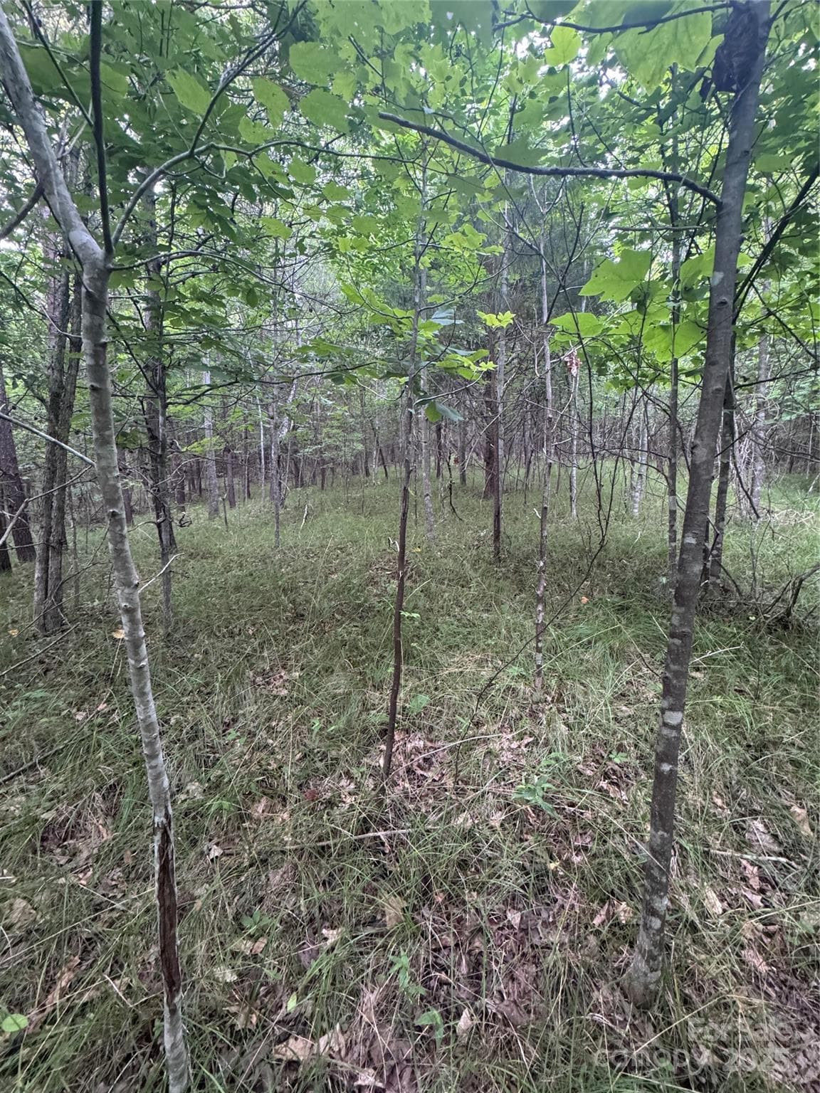 Lot at Rutherfordton, photo 14 of 17