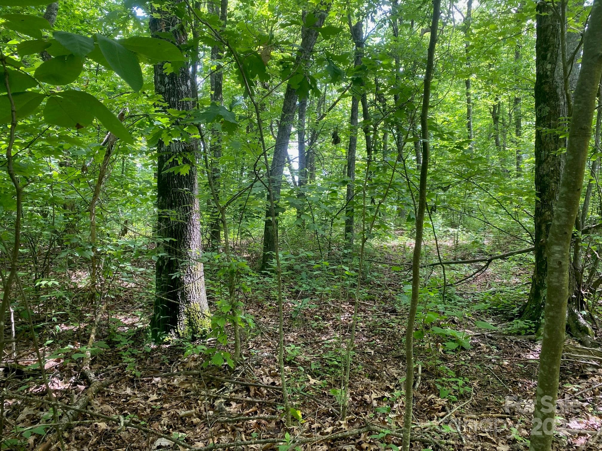 Wondeful flat area to build... - 129 High Cliffs Trail, Black Mountain