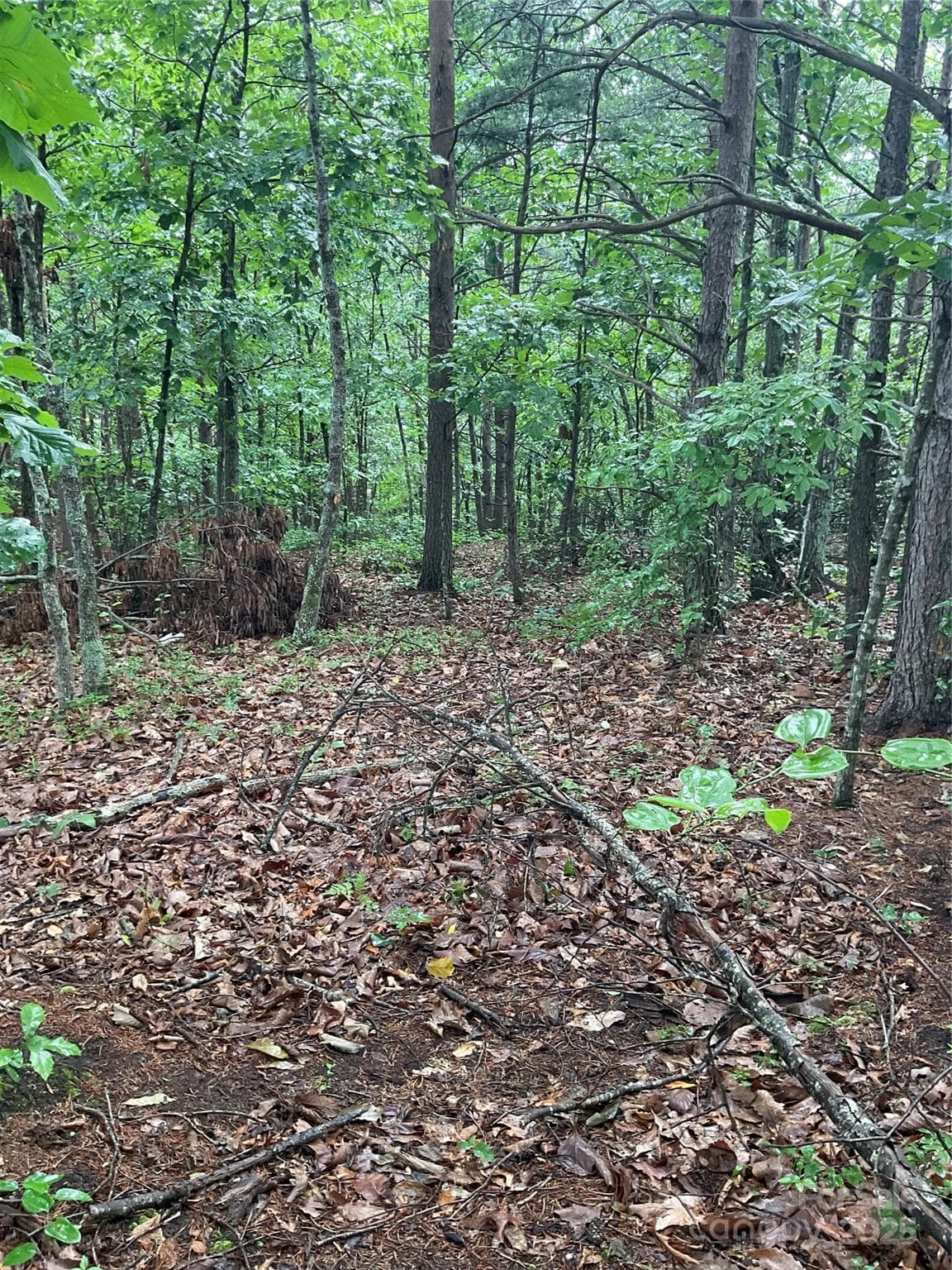 Lot at Hickory, photo 4 of 44