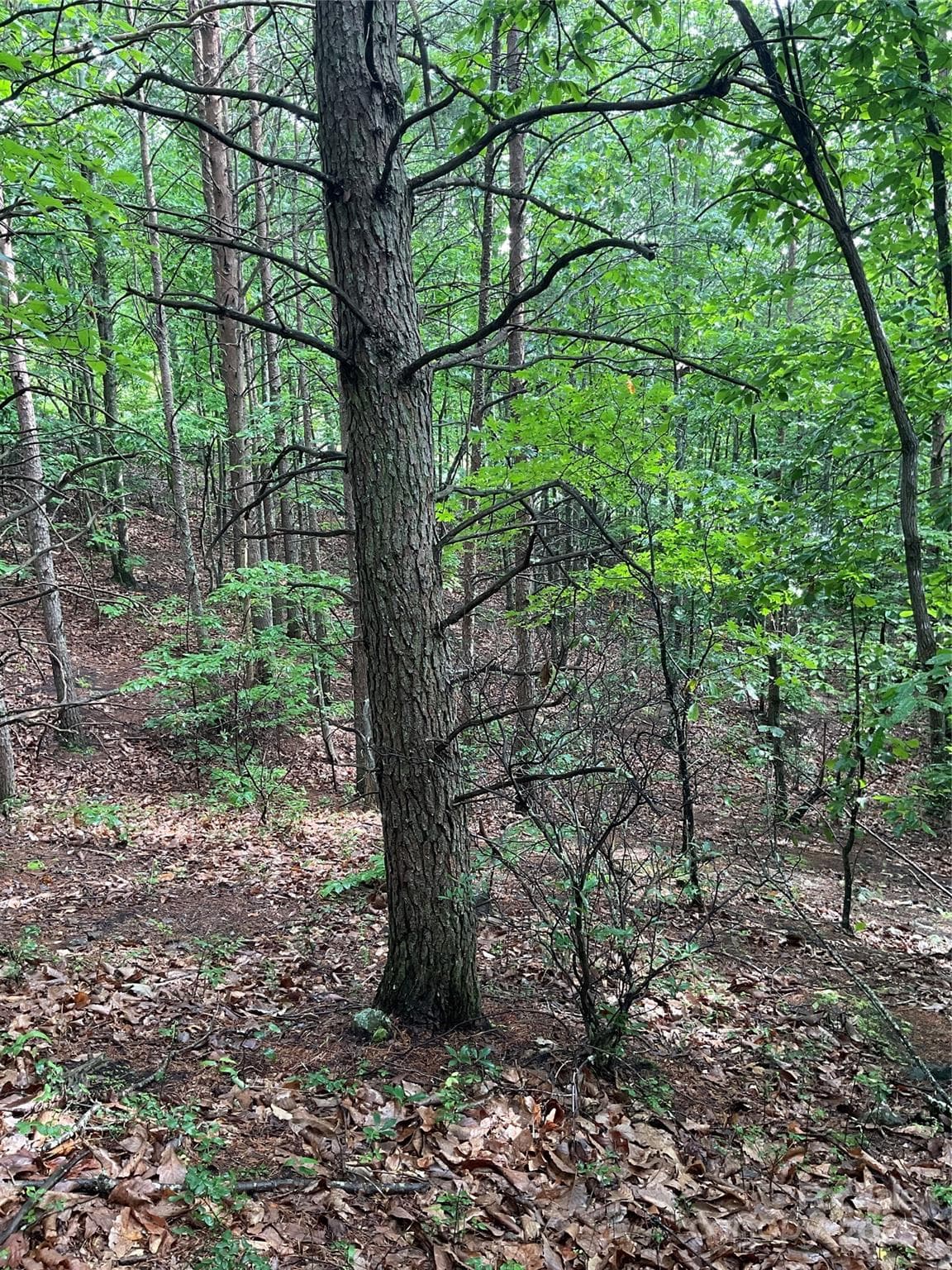 Lot at Hickory, photo 10 of 44