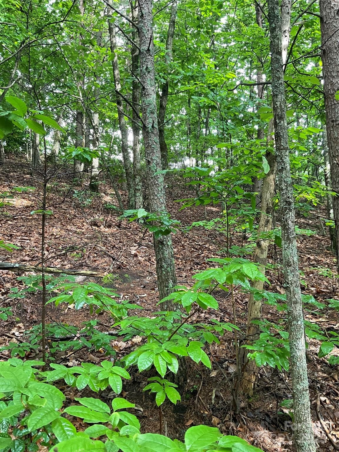 Lot at Hickory, photo 13 of 44