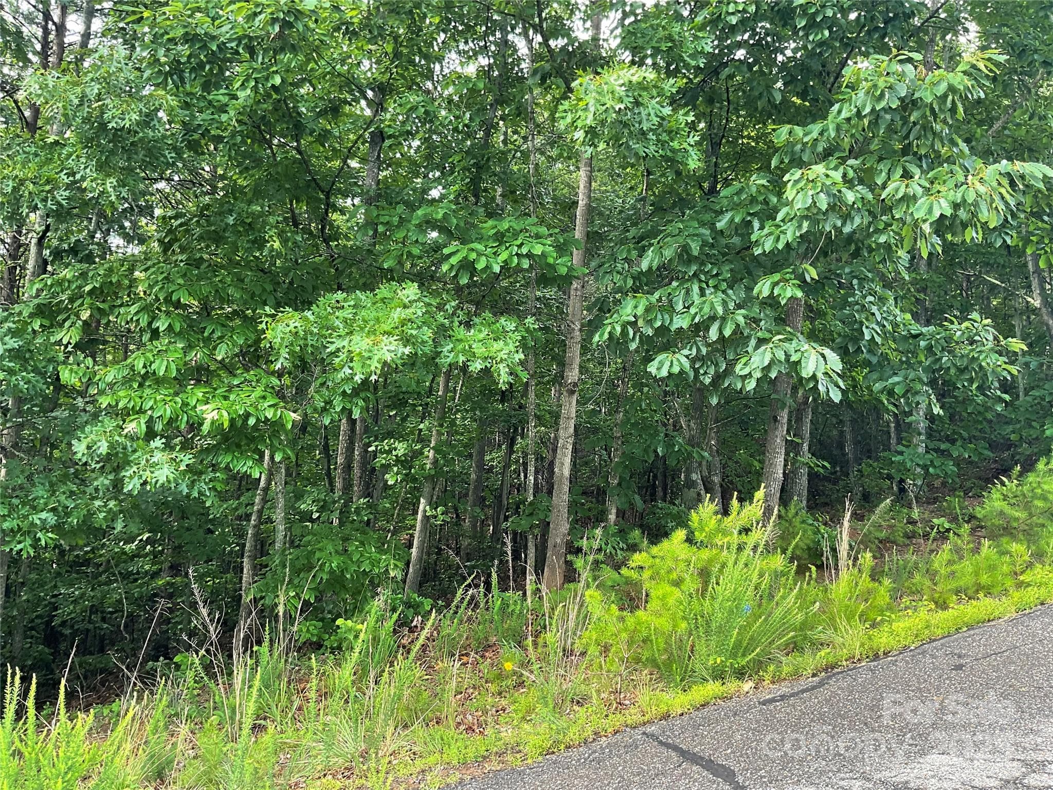 Lot at Hickory, photo 15 of 44