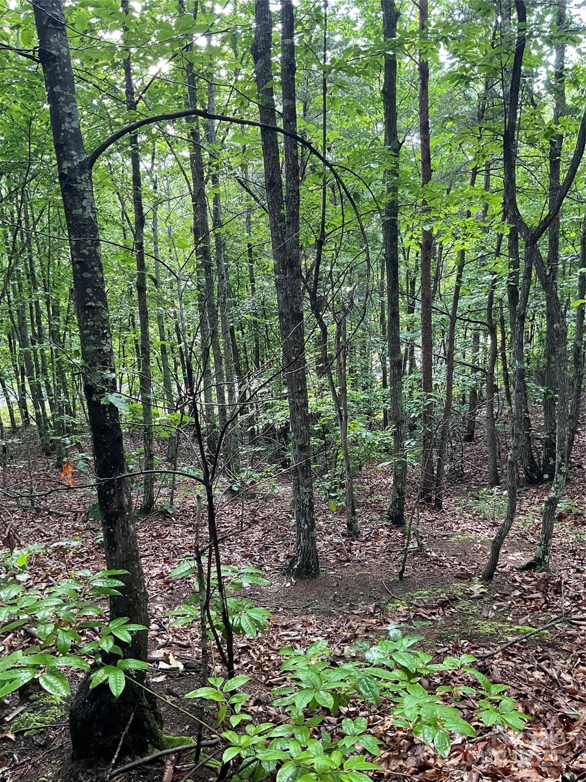 Lot at Hickory, photo 31 of 44