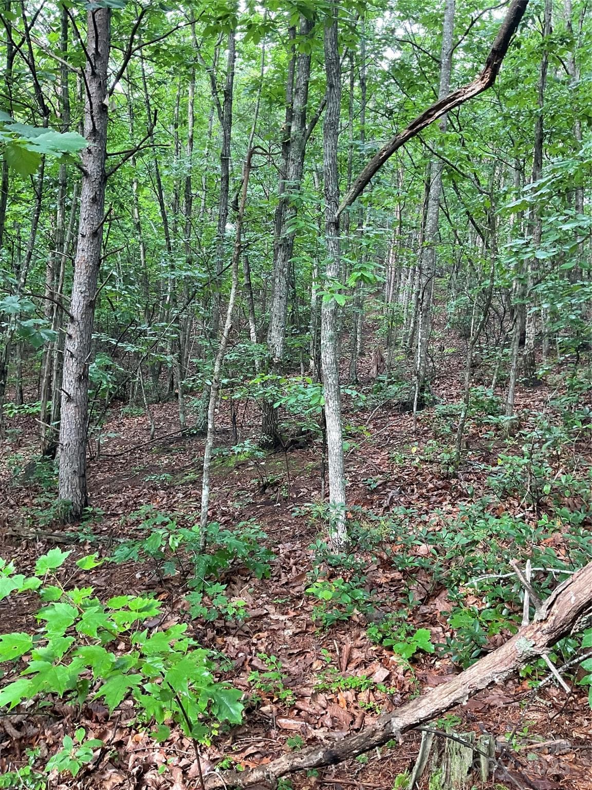 Lot at Hickory, photo 40 of 44