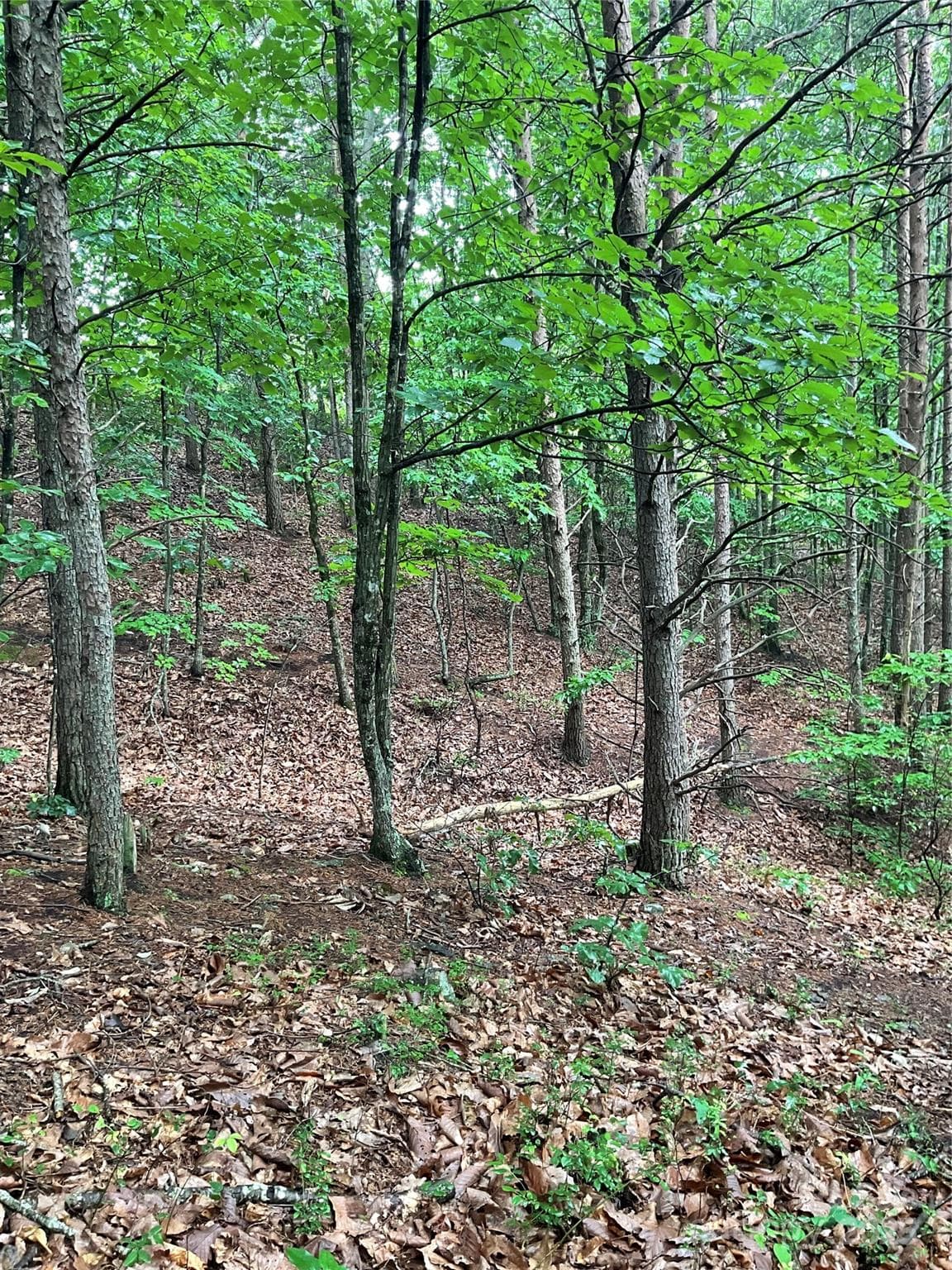 inside lot facing pineknoll Dr - Hickory