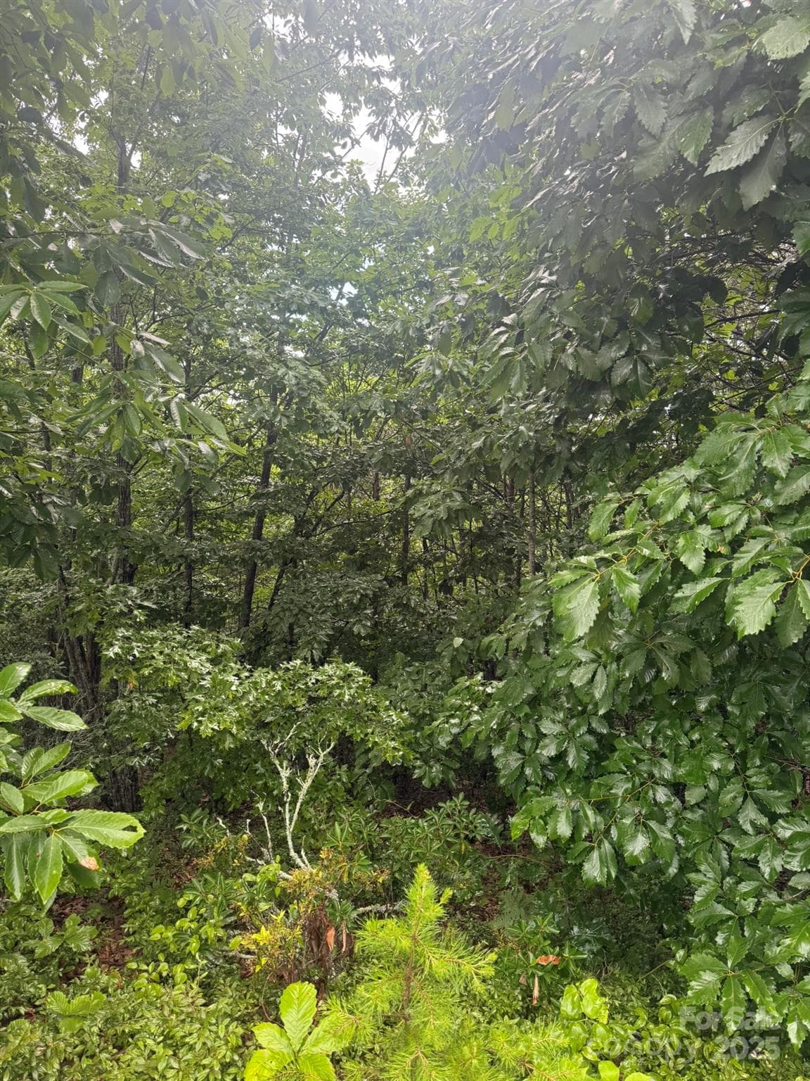 Inside lot, towards Pineknoll Dr - Hickory