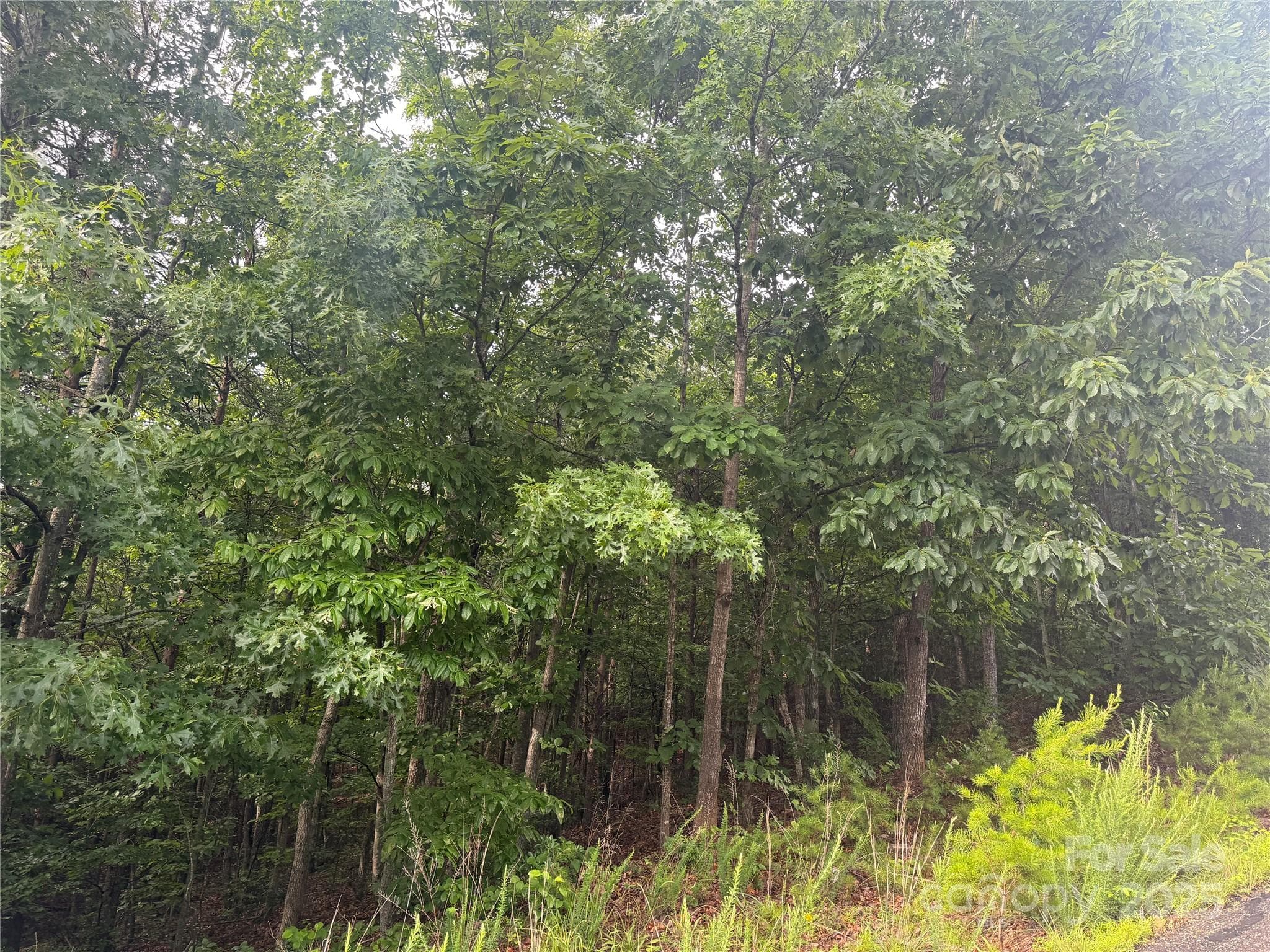 Valley View side of the Pineknoll lot - Hickory