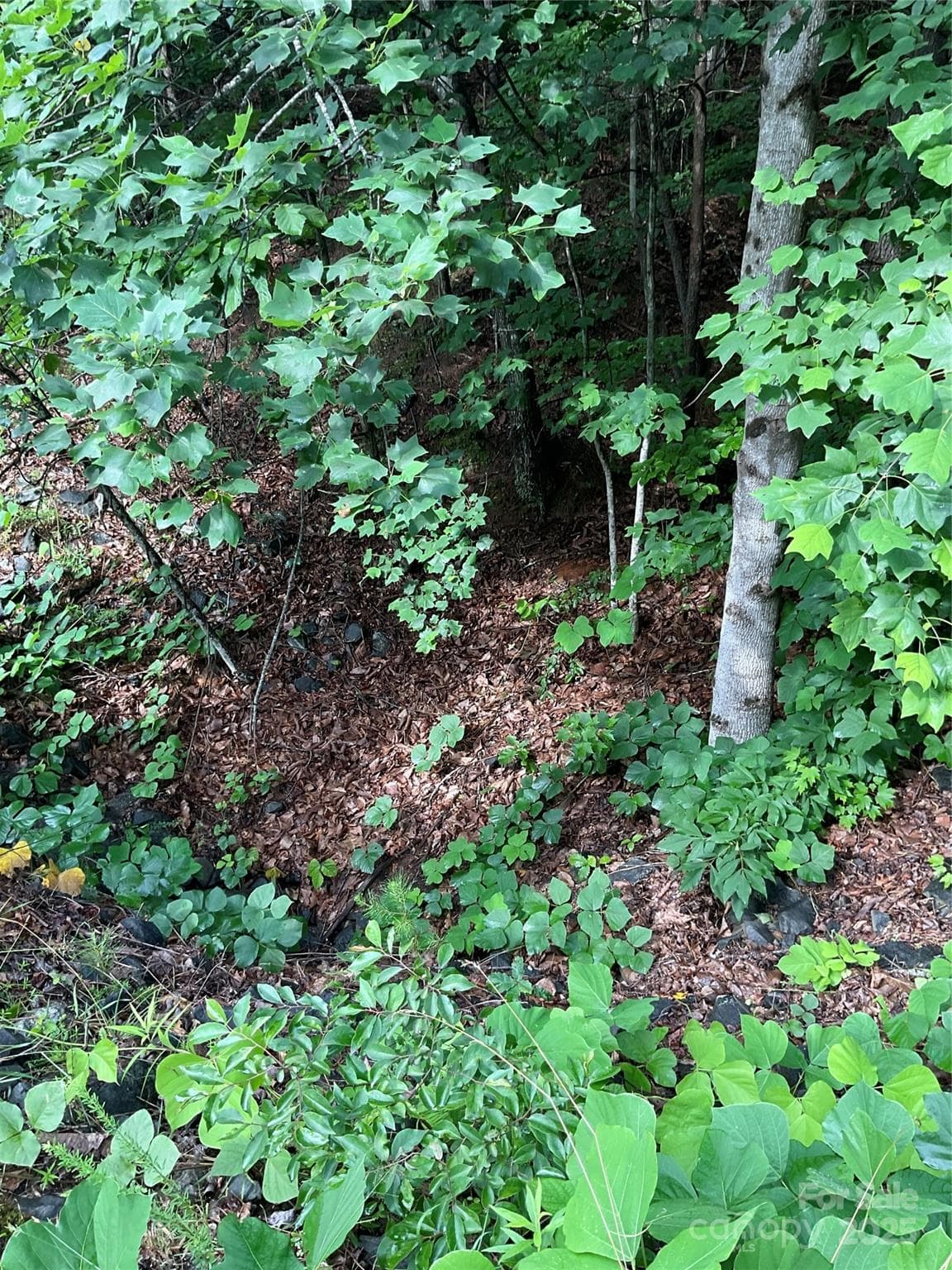 Lot at Hickory, photo 3 of 22