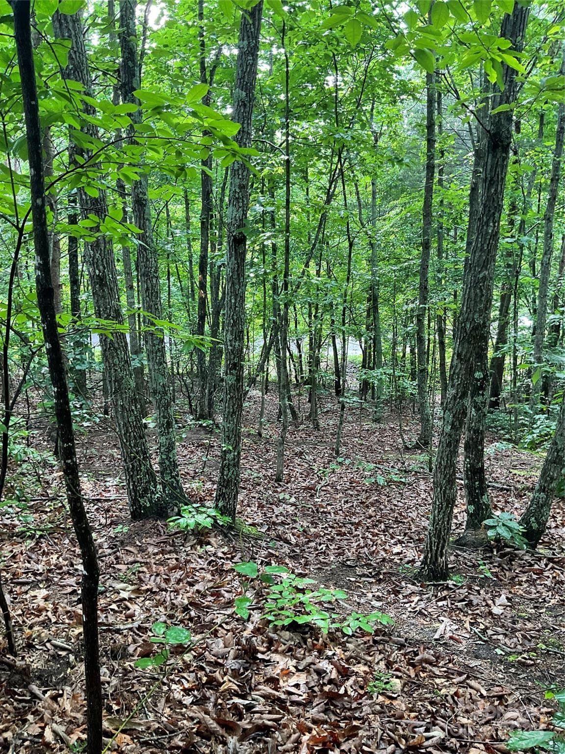 Lot at Hickory, photo 13 of 22