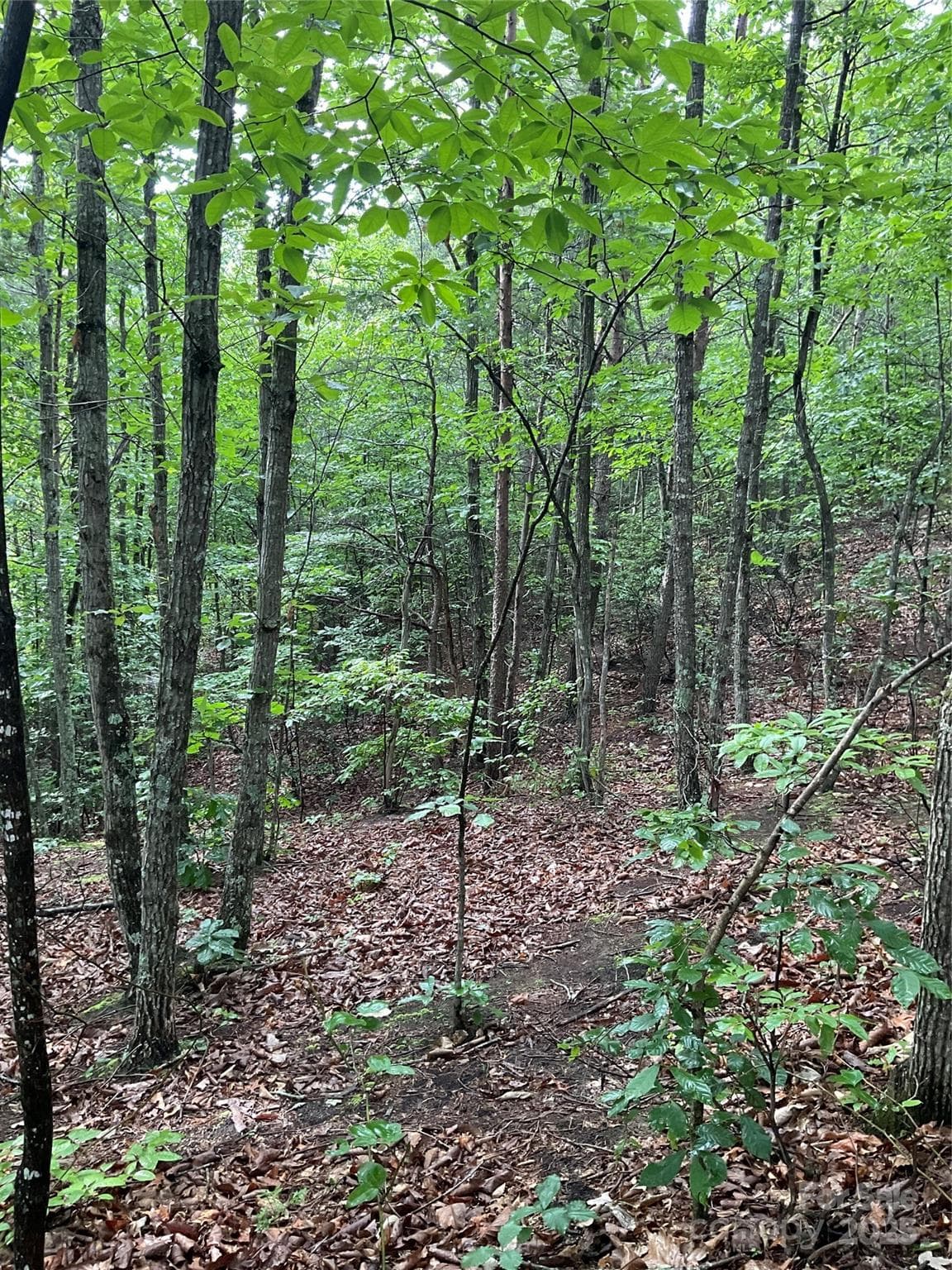 Lot at Hickory, photo 14 of 22