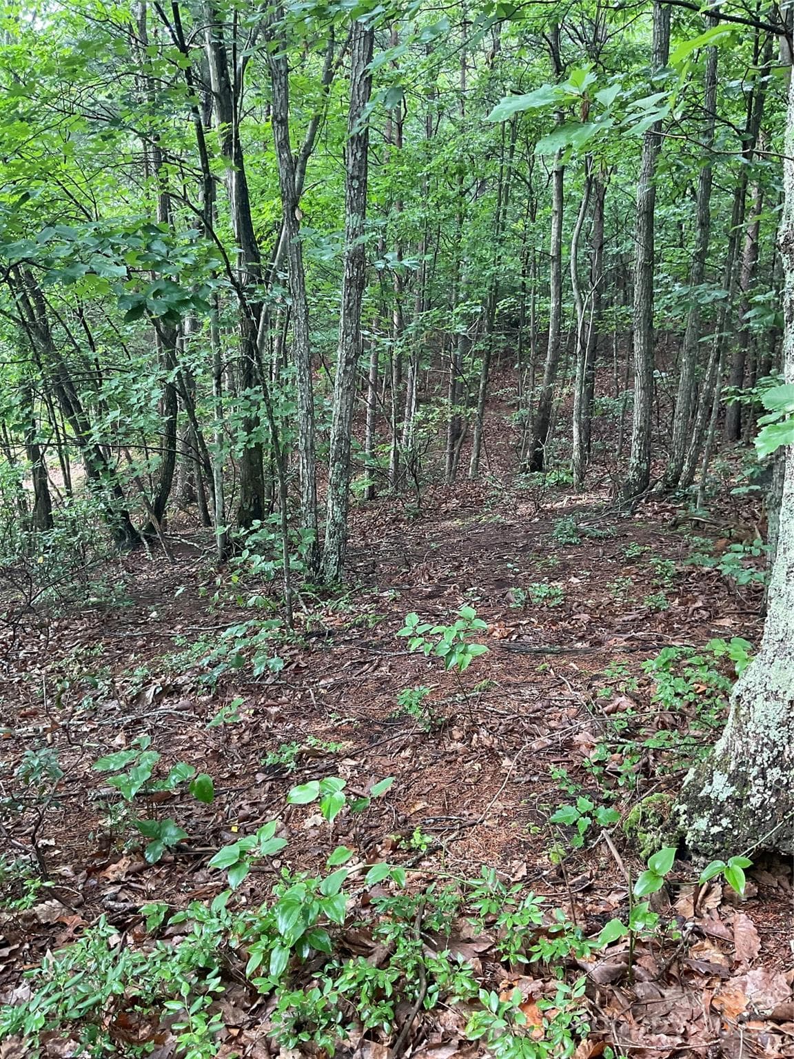 Lot at Hickory, photo 21 of 22