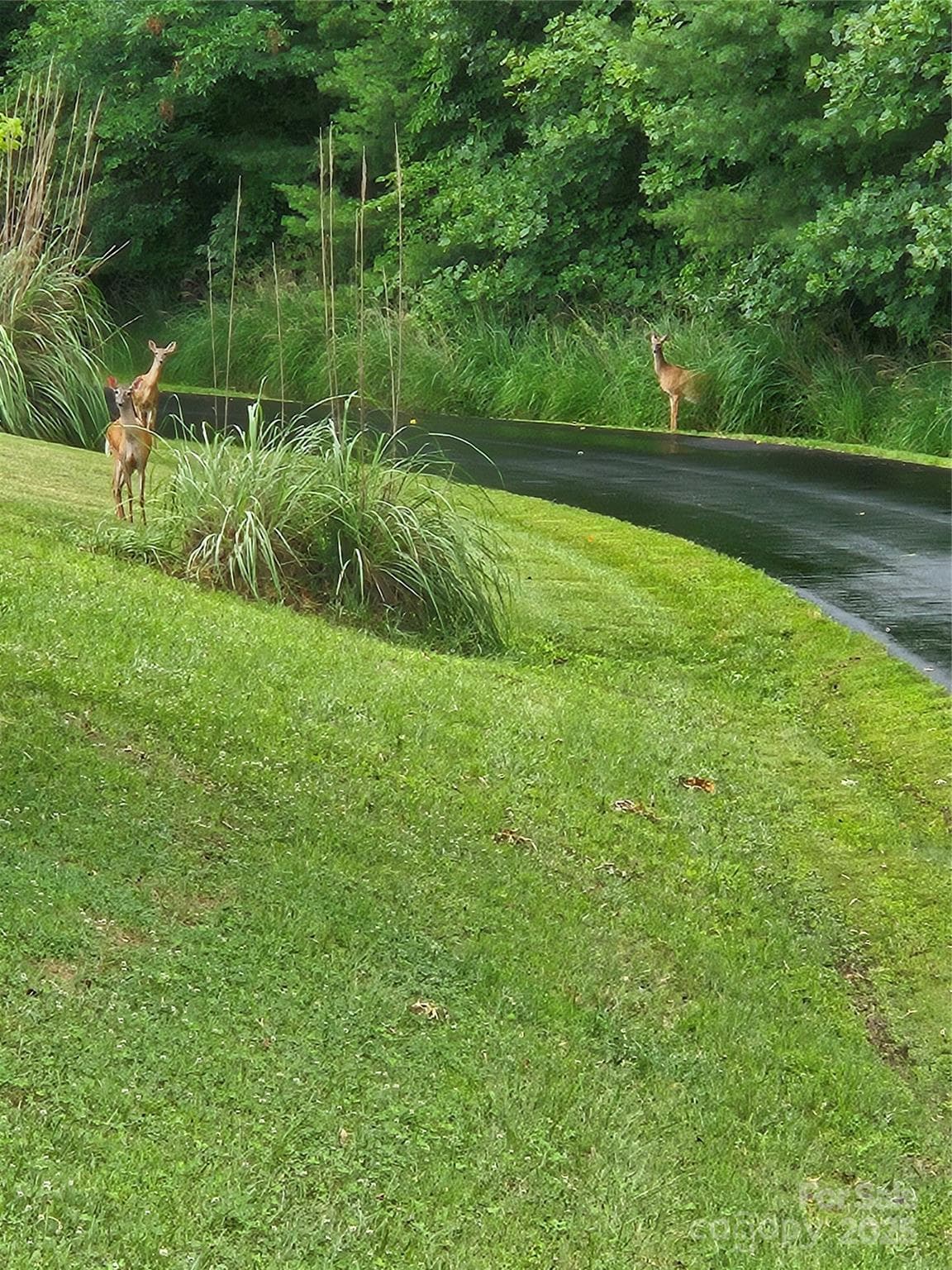 Lot at Mars Hill, photo 3 of 15