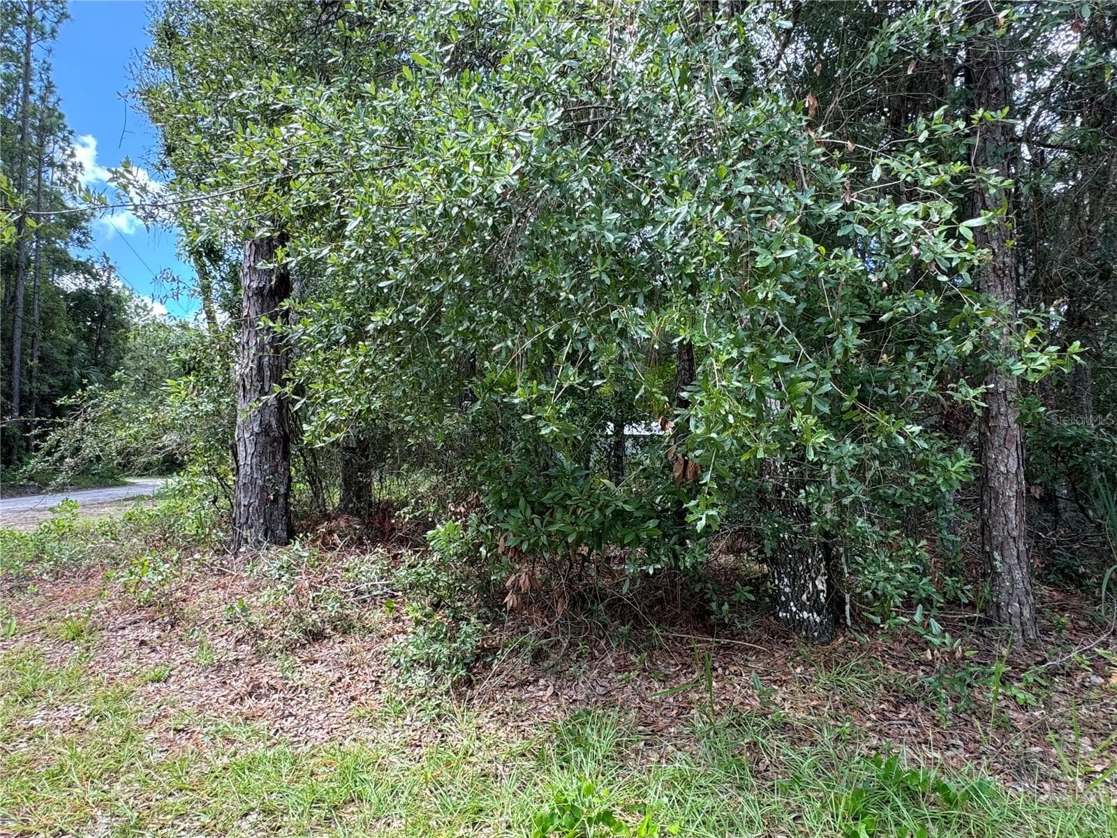 Still some coverage on lot from front sides - NW 58TH PL, CHIEFLAND