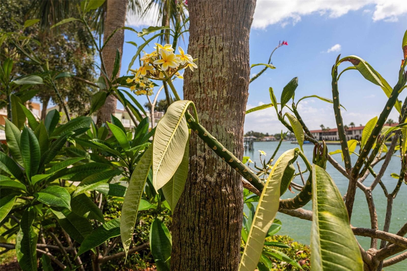 Behind Unit (before storms) don't worry everything will grow back! - 459 HAVEN POINT DR, TREASURE ISLAND