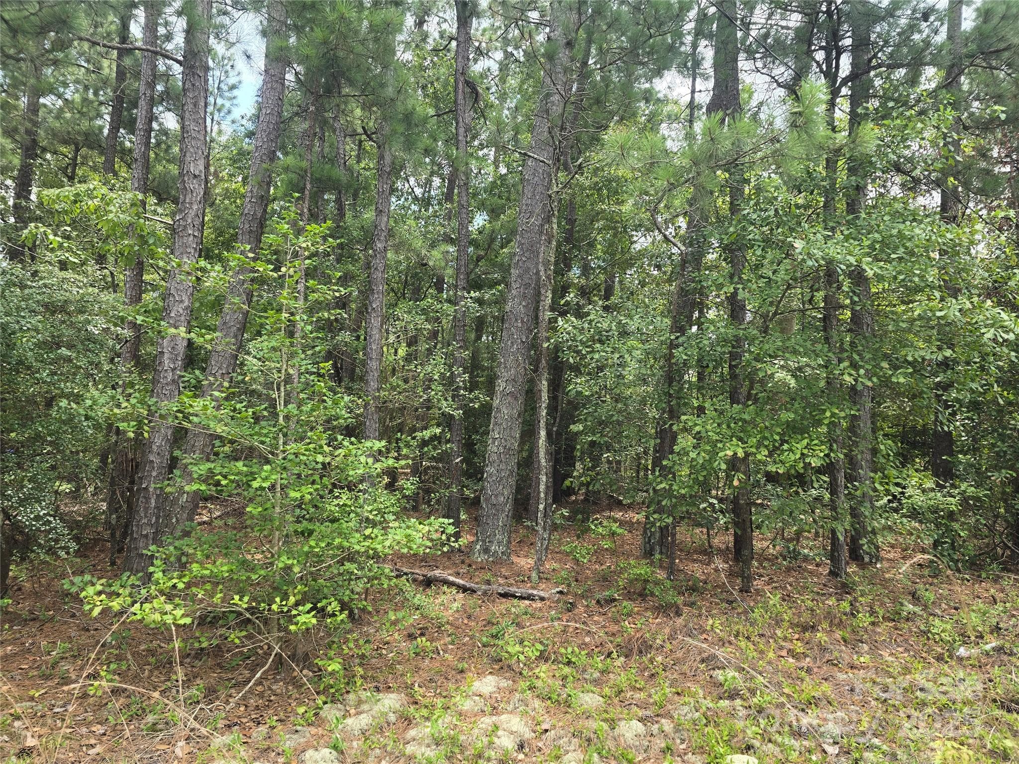 Lot at 00 Johnny Williams Road, Kershaw, photo 4 of 6