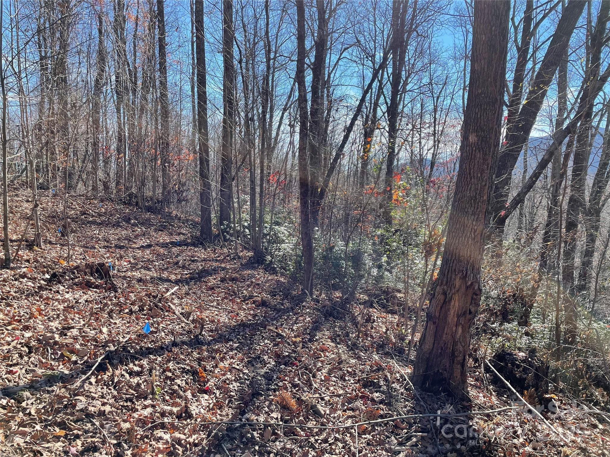 view along proposed driveway. - 9999-1 Nesbitt Chapel Road, Fairview