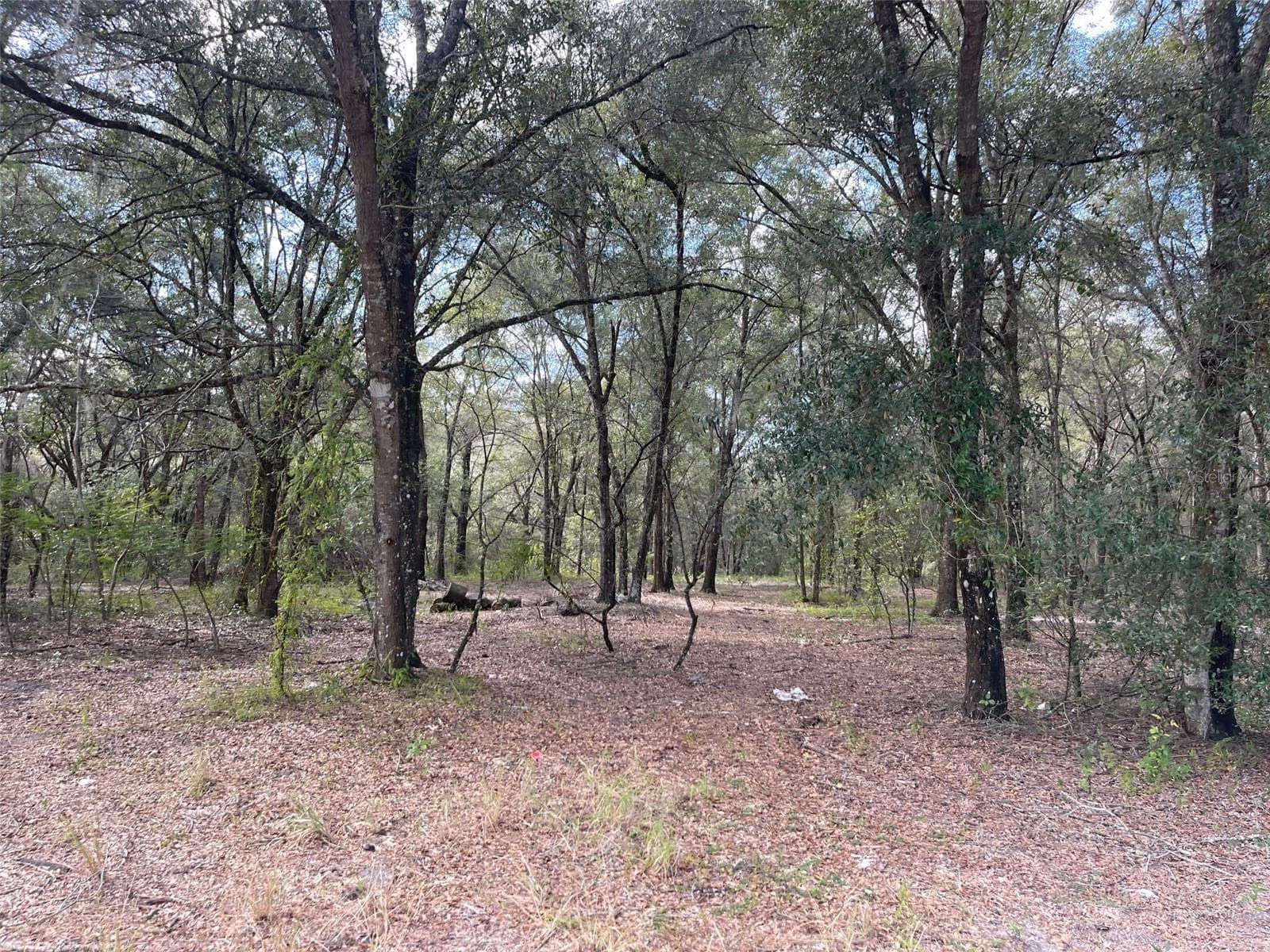 Land at GRAYS AIRPORT RD, LADY LAKE, photo 7 of 11