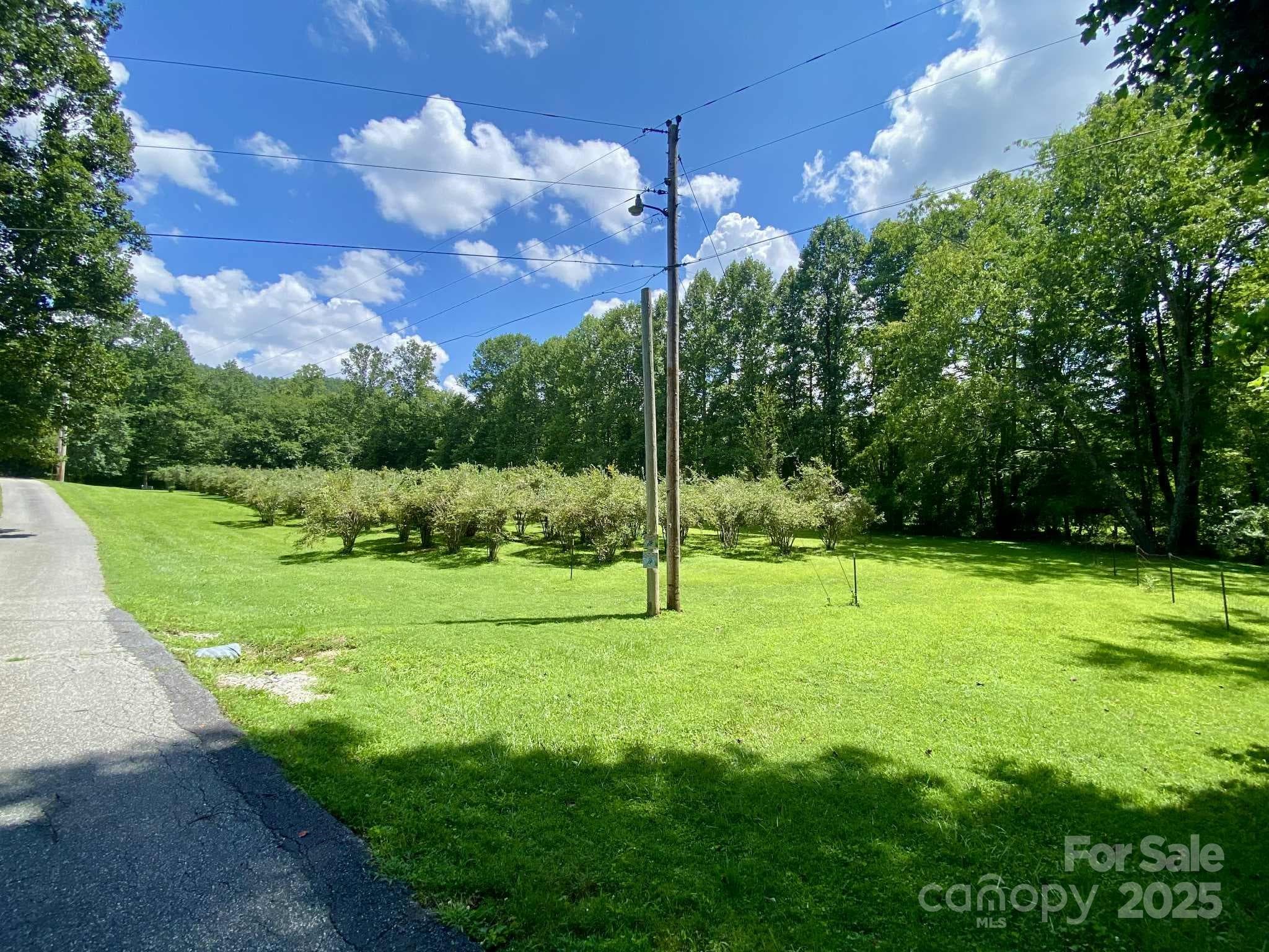 Blueberry Patch - around 200 bushes. - 163 Gypsy Mountain Road, Marion
