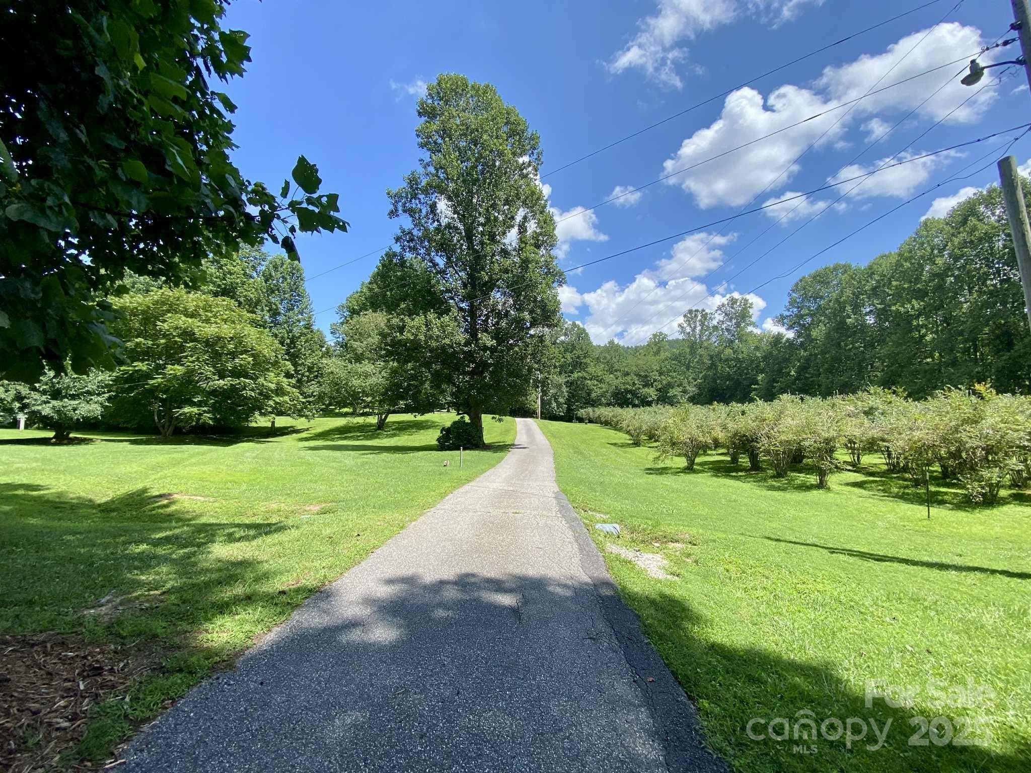 Driveway leading to the cabin with blueberries on the right. - 163 Gypsy Mountain Road, Marion