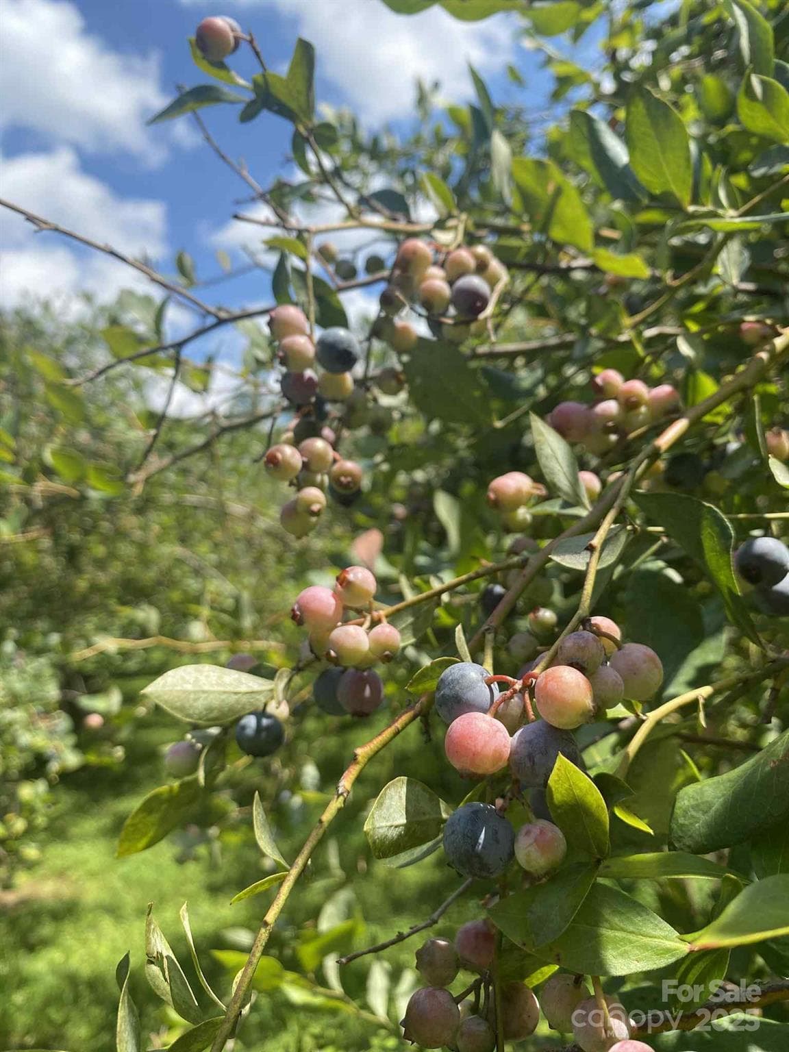 Blueberries! - 163 Gypsy Mountain Road, Marion