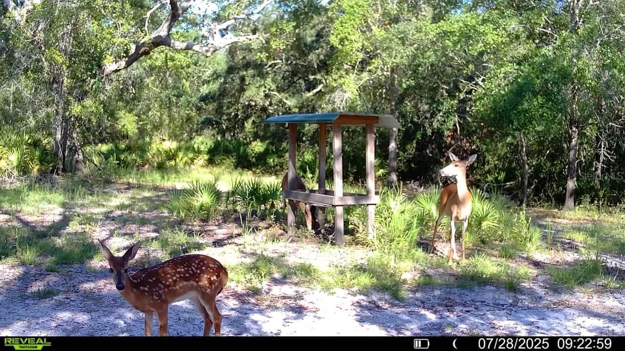 Farm at 2669 NW SUWANNEE VALLEY RD, LAKE CITY, photo 62 of 66