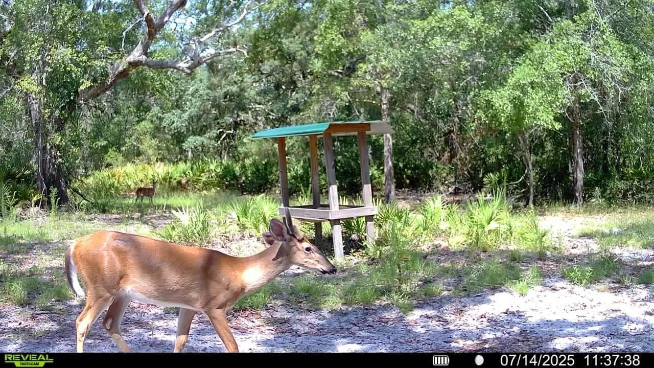 Farm at 2669 NW SUWANNEE VALLEY RD, LAKE CITY, photo 64 of 66