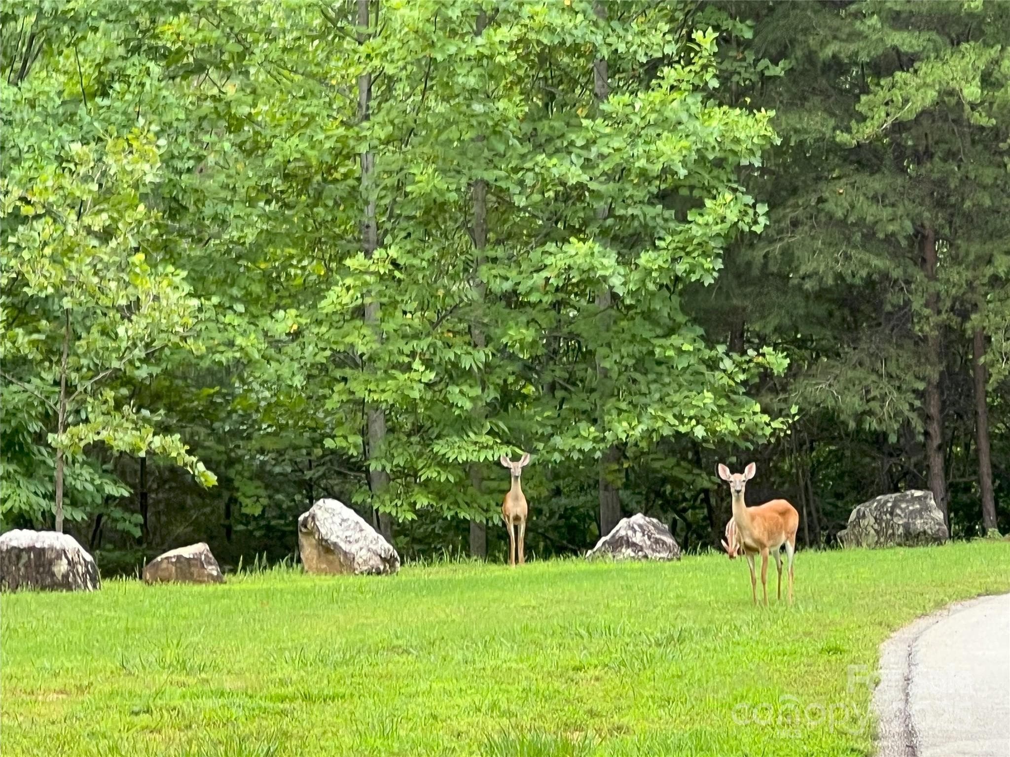 Curious visitors, these girls were just across the bridge from lot 97! - 00 Deep Gap Road E, Mill Spring