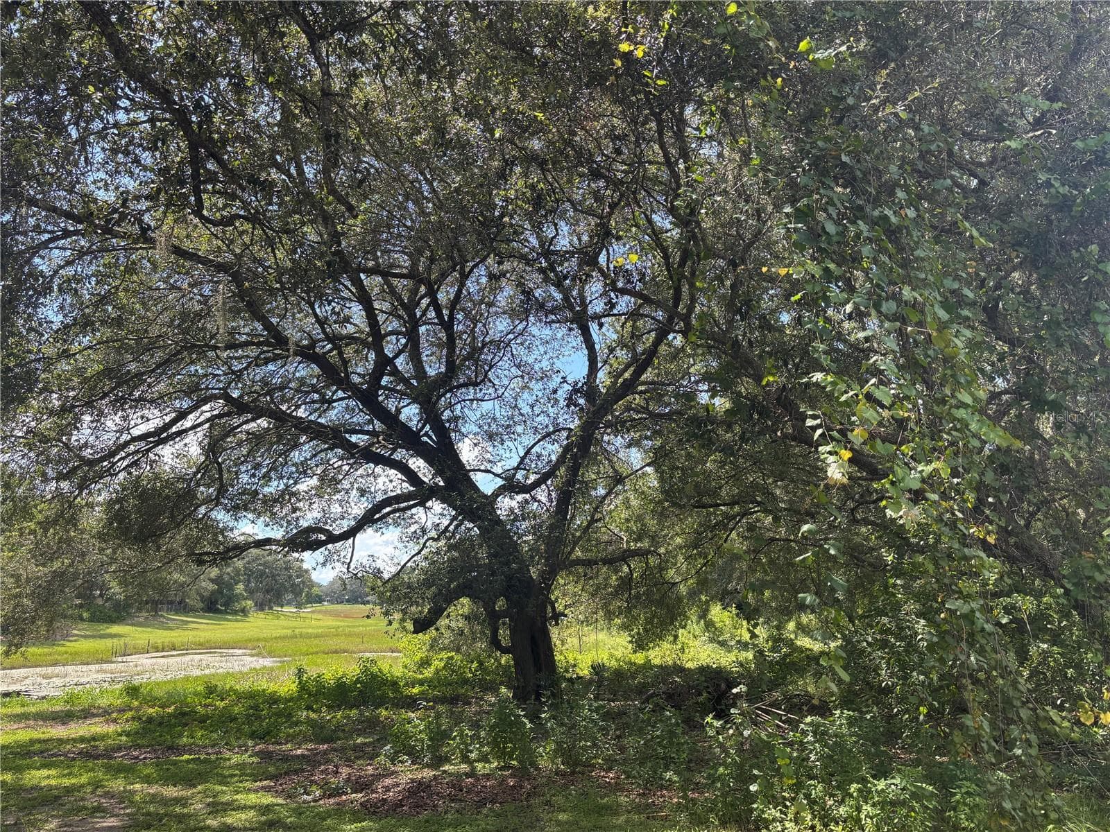 Land at 0 SE 180TH AVE, OCKLAWAHA, photo 7 of 12