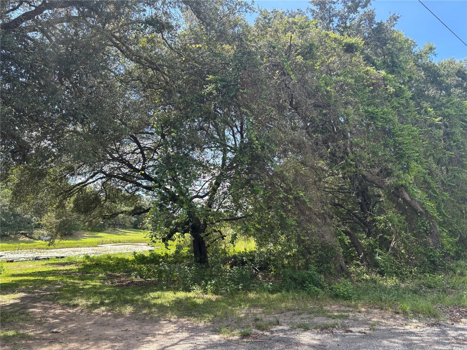 Land at 0 SE 180TH AVE, OCKLAWAHA, photo 8 of 12