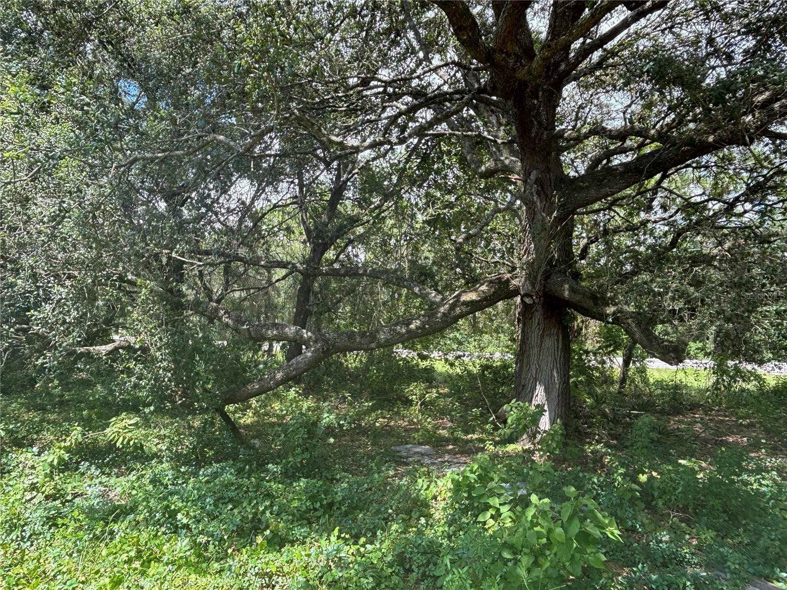 Land at 0 SE 180TH AVE, OCKLAWAHA, photo 10 of 12