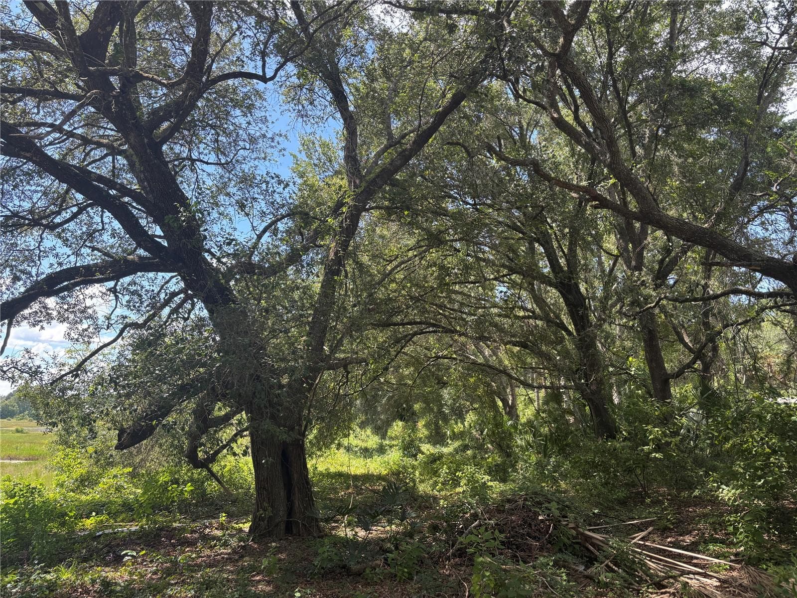 Land at 0 SE 180TH AVE, OCKLAWAHA, photo 11 of 12