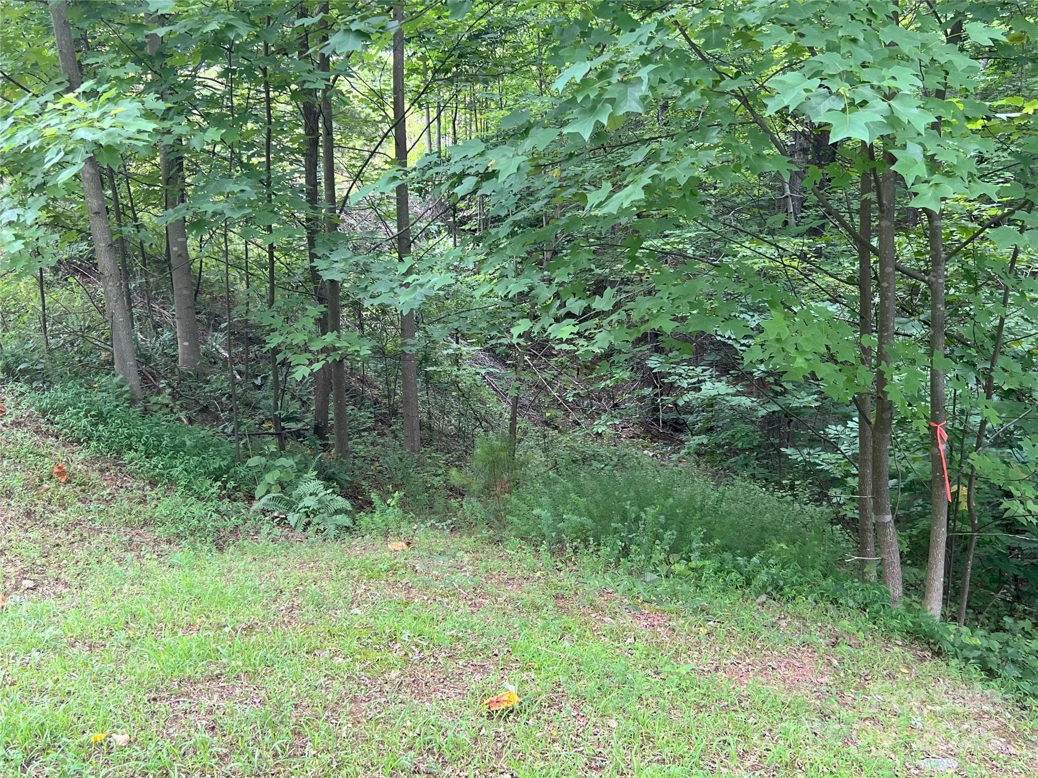 Left of the tree with the flag there appears to be remnants of an old road/driveway. - 00 Deep Gap Road E, Mill Spring