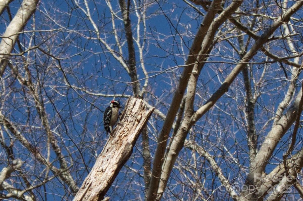 Lot at 0 Cinnamon Ridge, Rutherfordton, photo 5 of 6