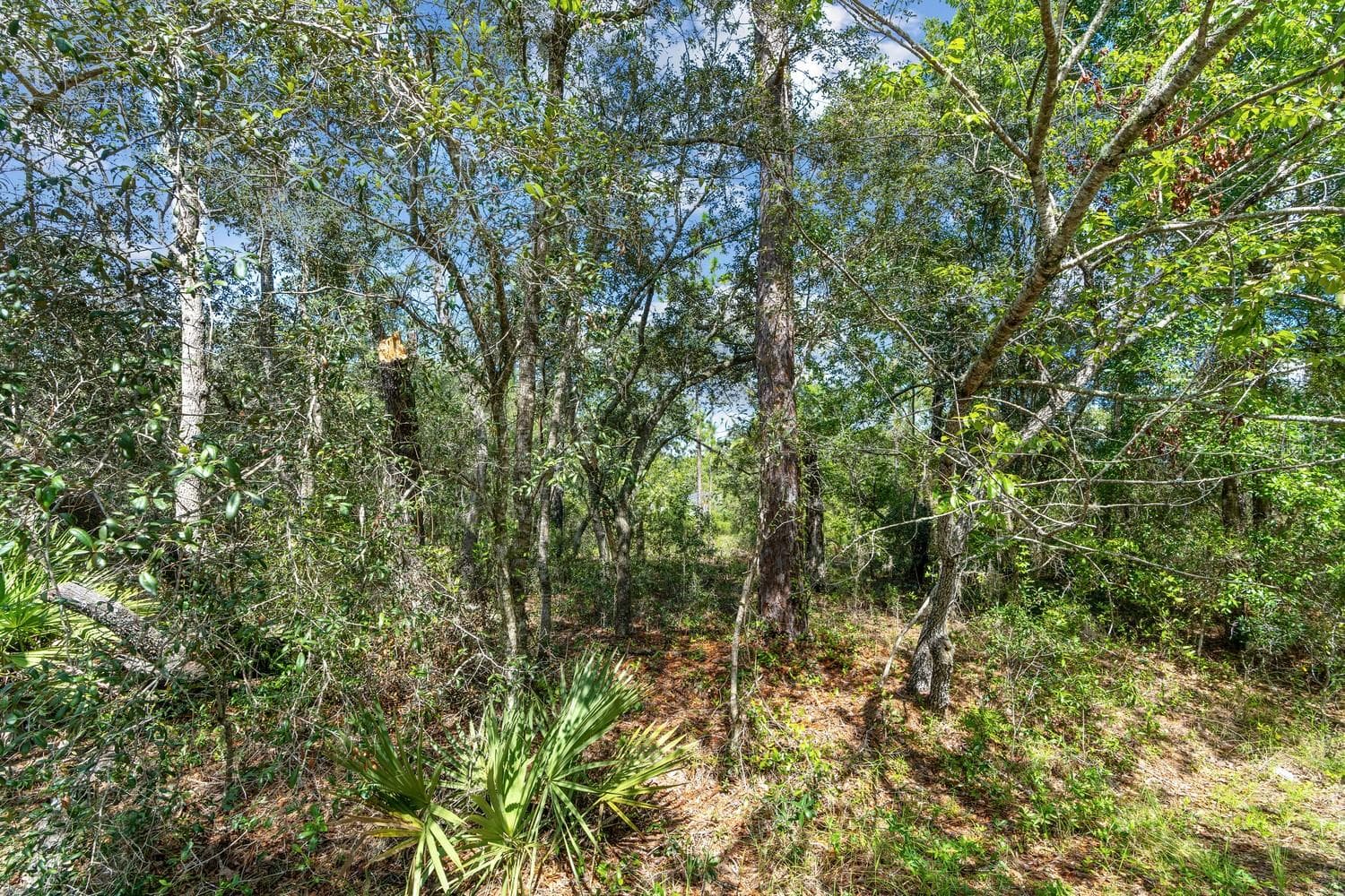 Land at 0024 GUAVA PASS DR, OCKLAWAHA, photo 19 of 24