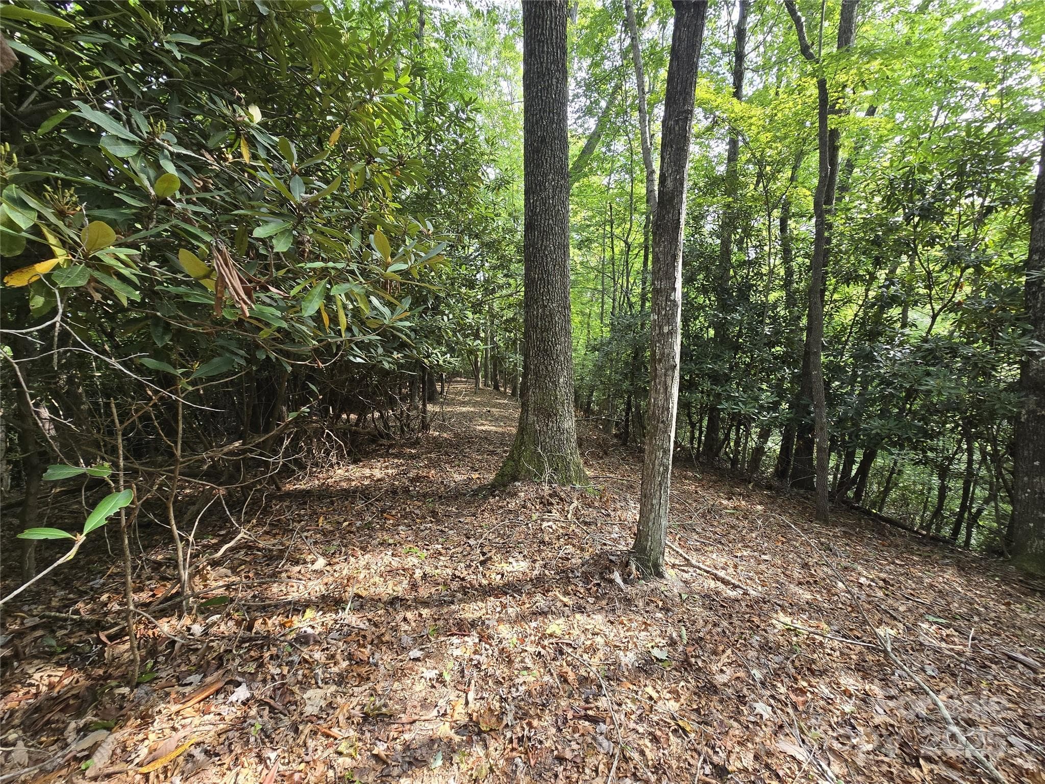 Check out this beautiful, level building site on the ridge. - 11 Reserve Road, Pisgah Forest