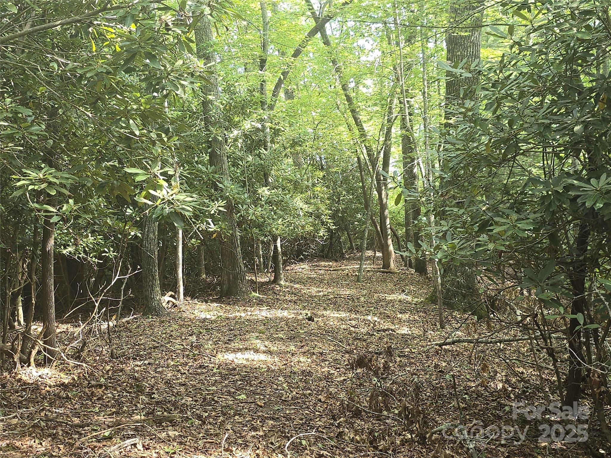 You are surrounded by lush native trees and plants. - 11 Reserve Road, Pisgah Forest