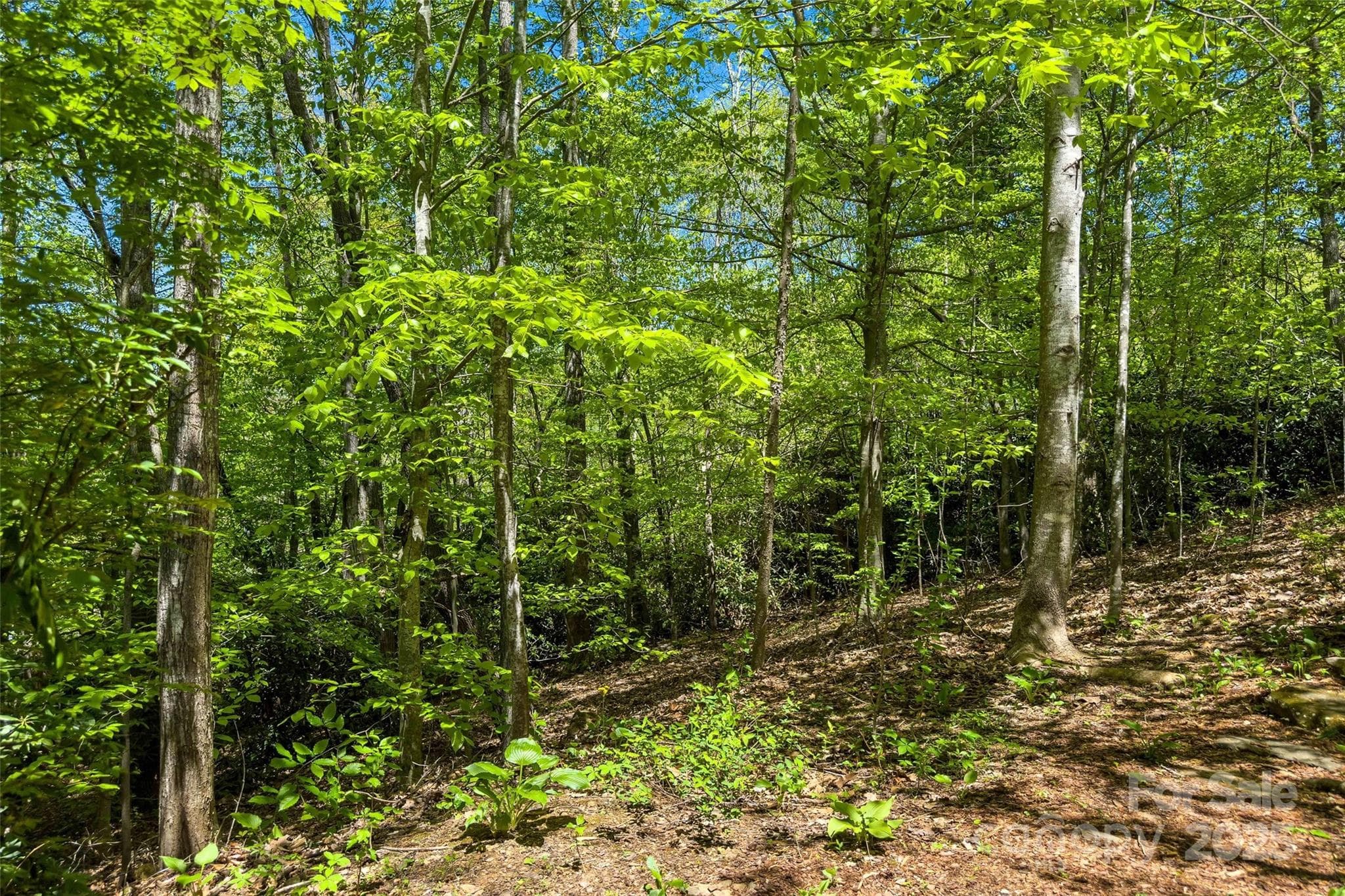 Lot at tbd Hunting Lodge Drive, Black Mountain, photo 2 of 10