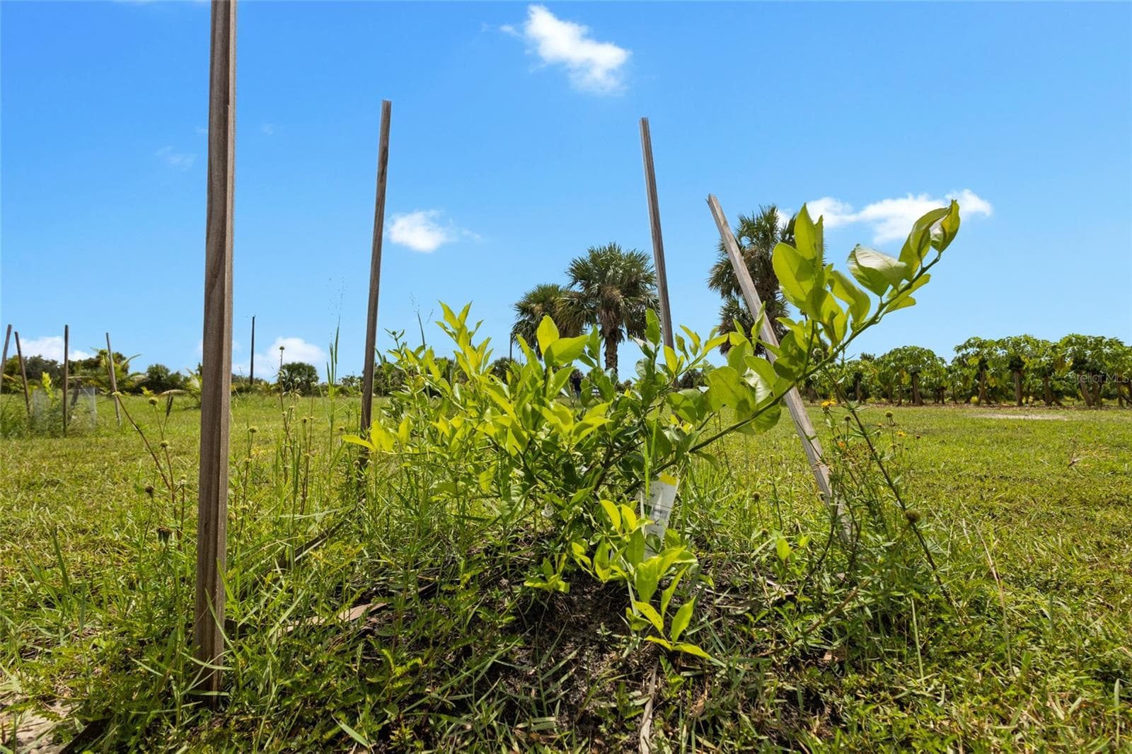 Land at 20914 NW 280TH ST, OKEECHOBEE, photo 16 of 44