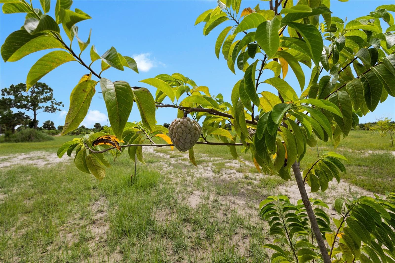Land at 20914 NW 280TH ST, OKEECHOBEE, photo 31 of 44